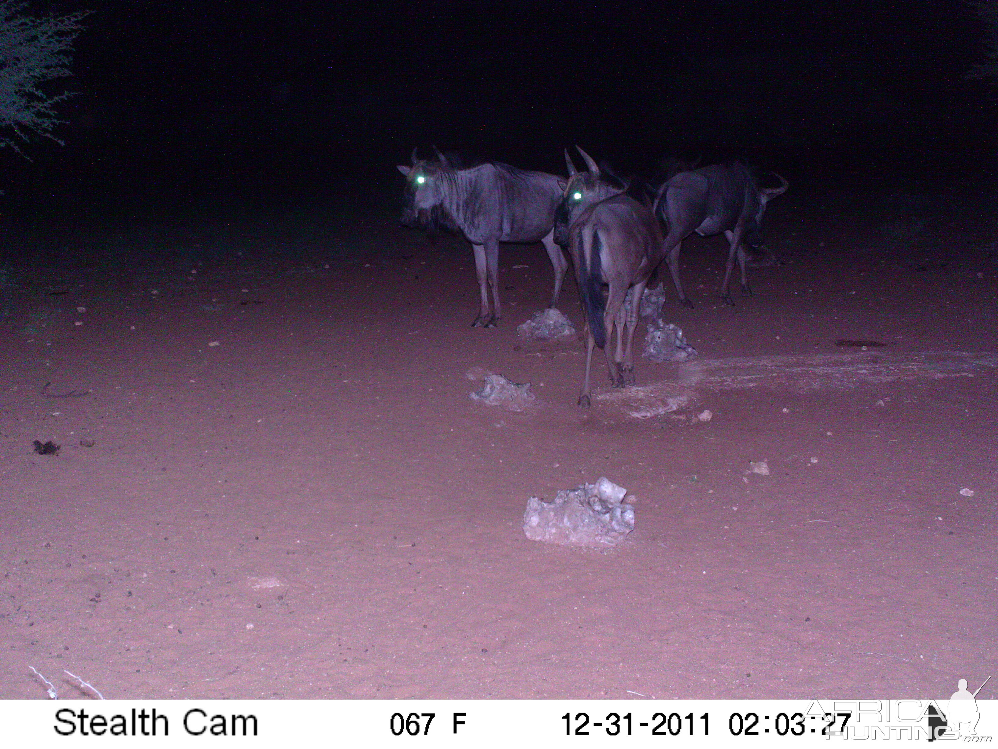 Trail Camera Namibia