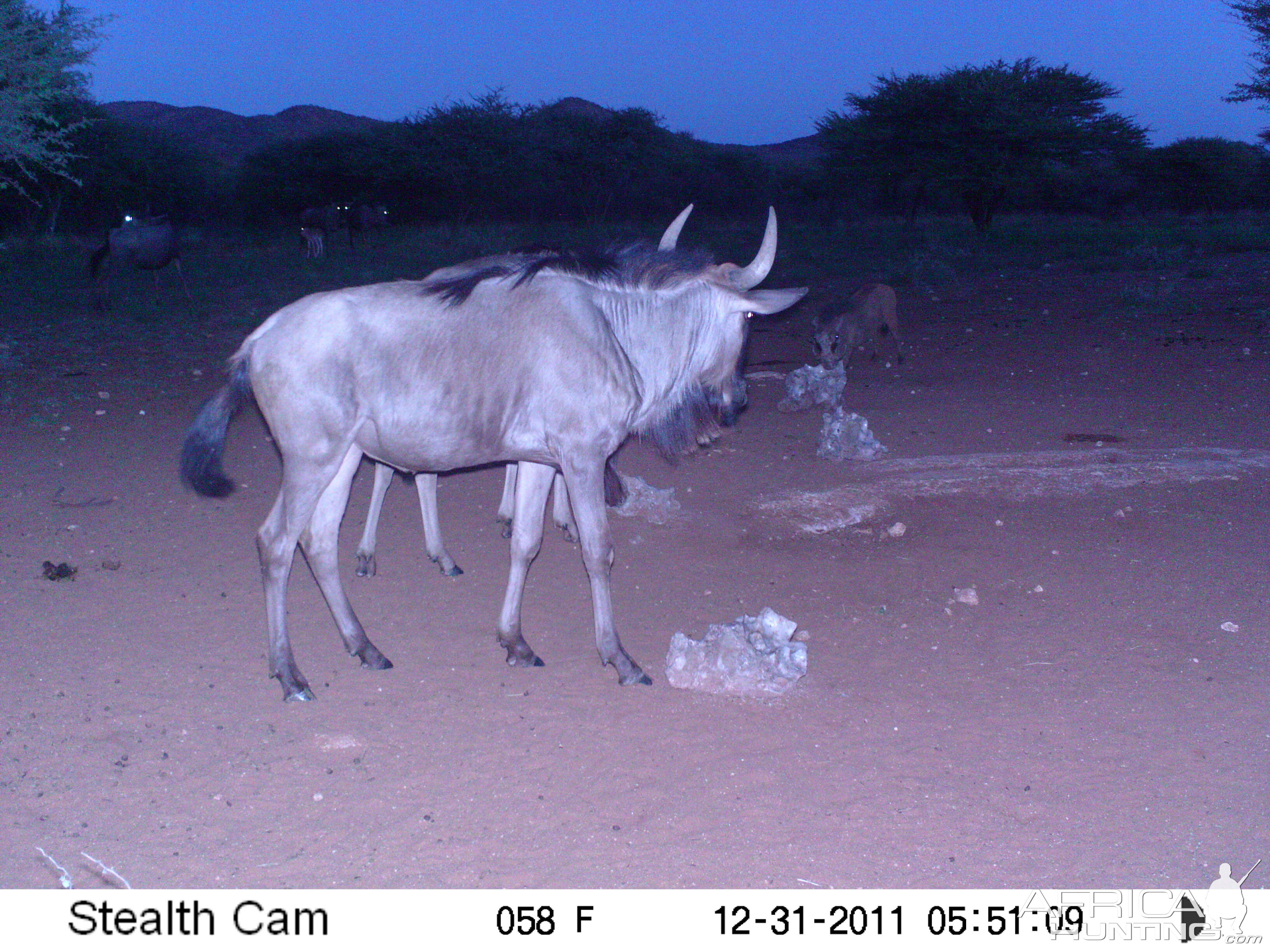 Trail Camera Namibia