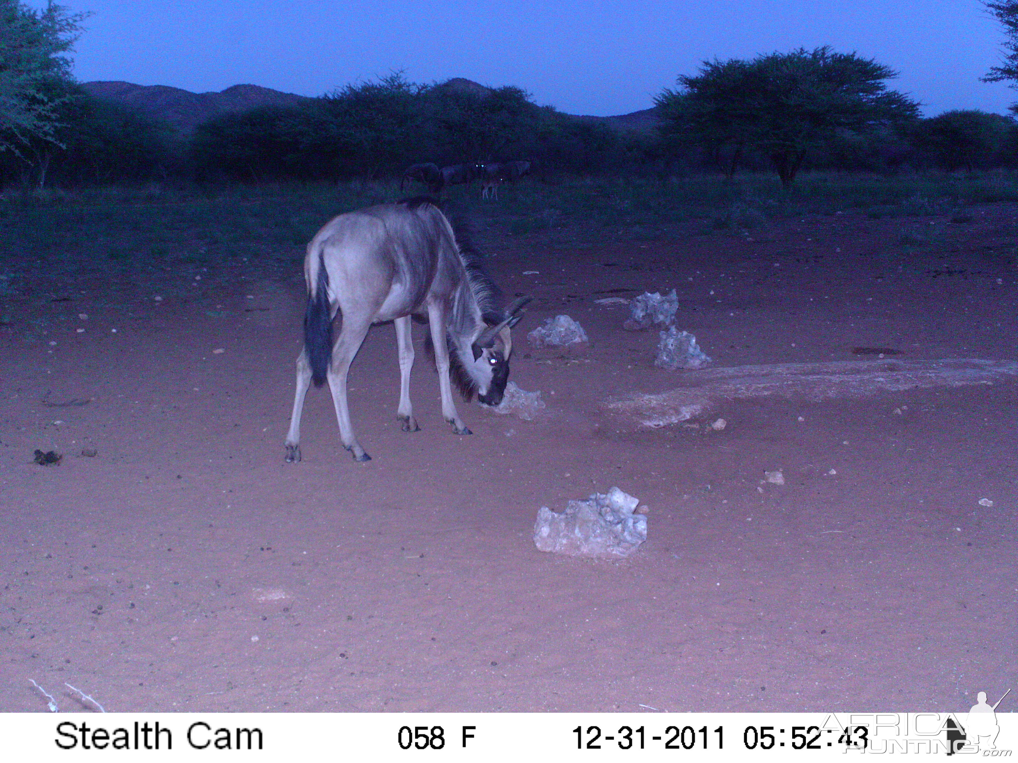 Trail Camera Namibia