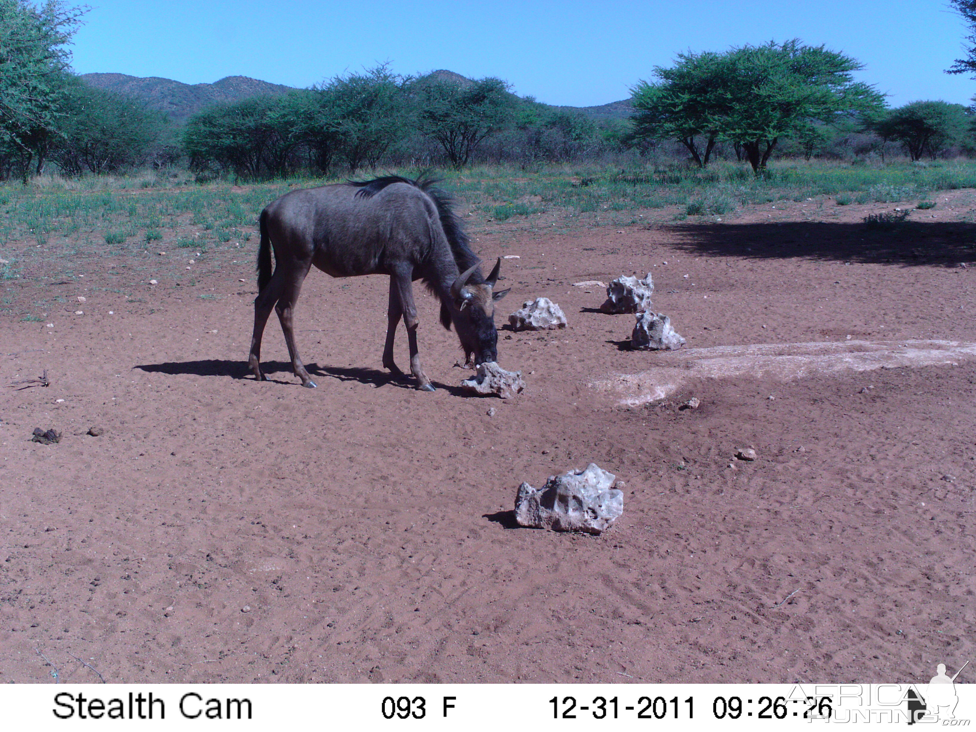 Trail Camera Namibia