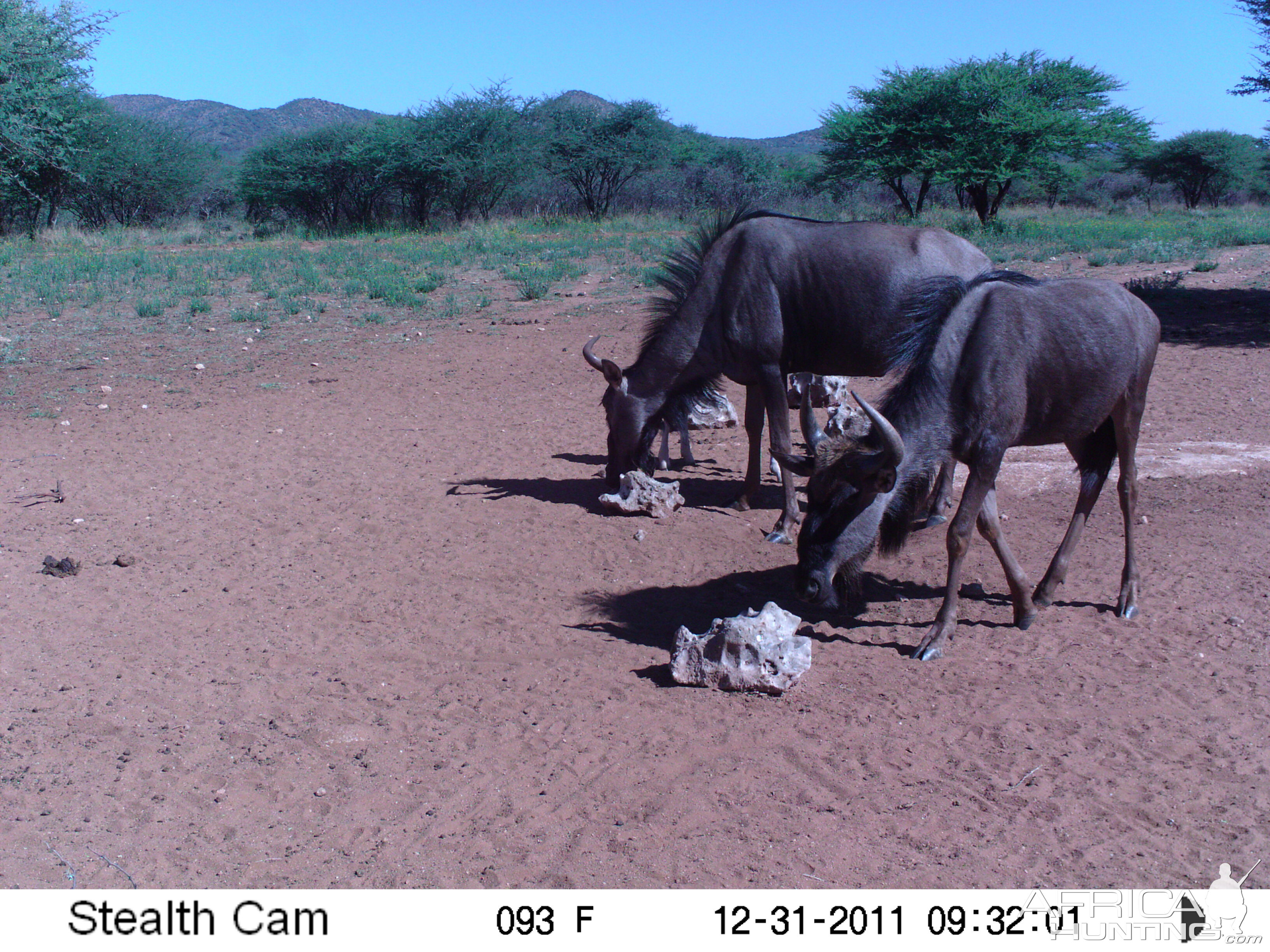 Trail Camera Namibia