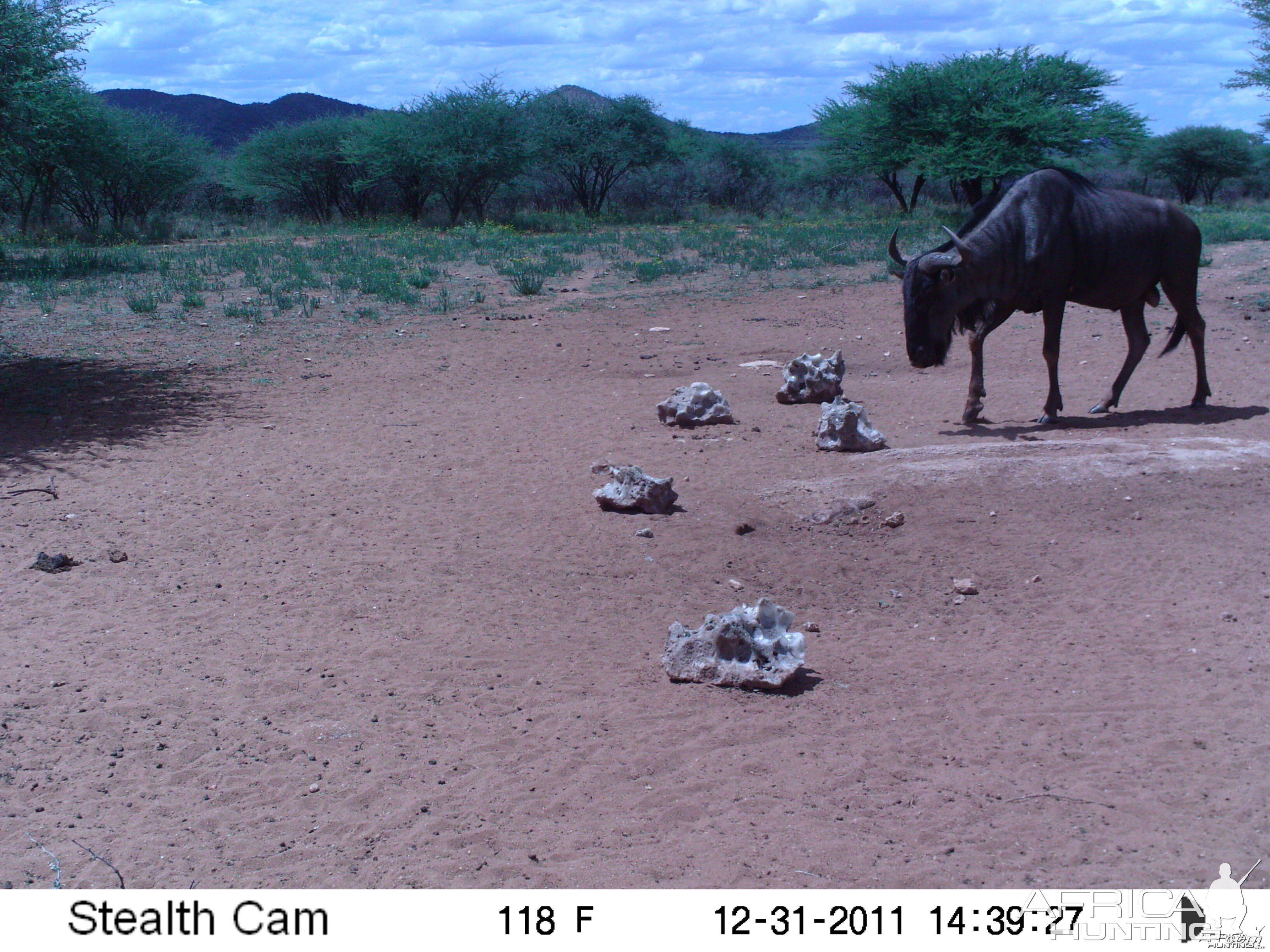 Trail Camera Namibia