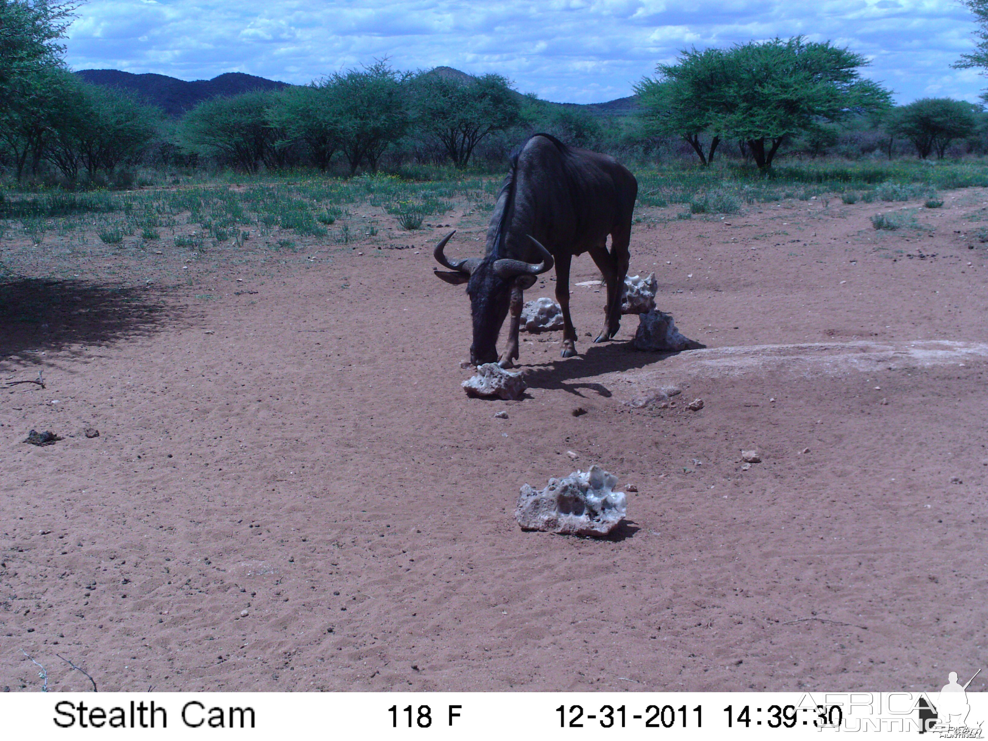 Trail Camera Namibia