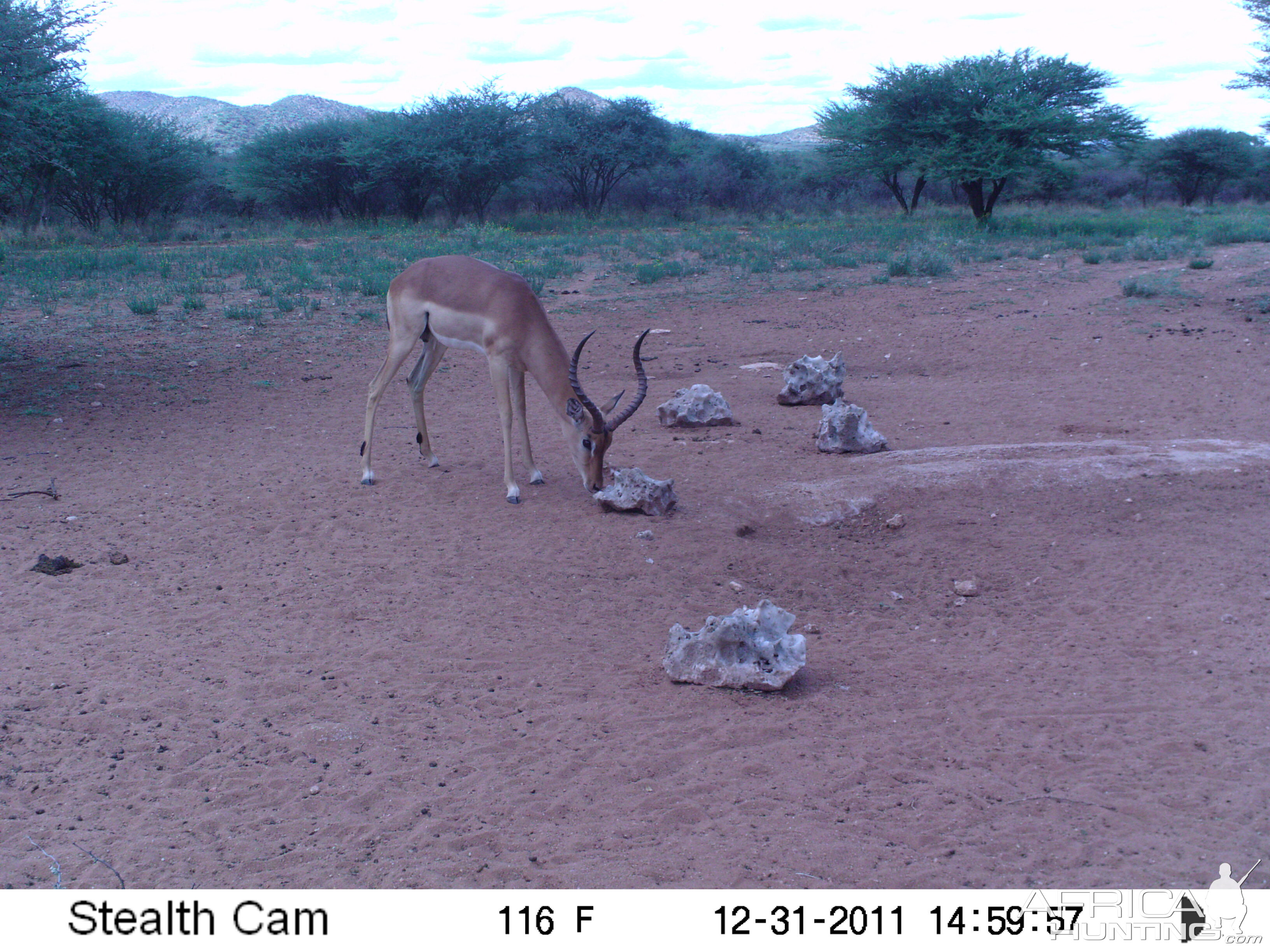 Trail Camera Namibia