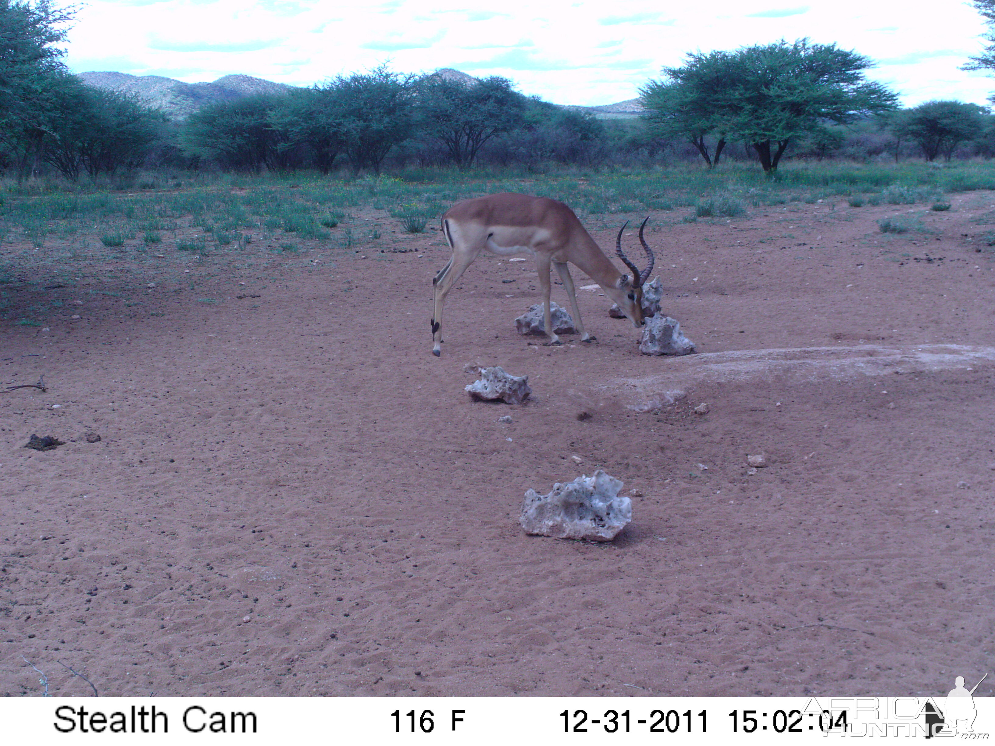 Trail Camera Namibia