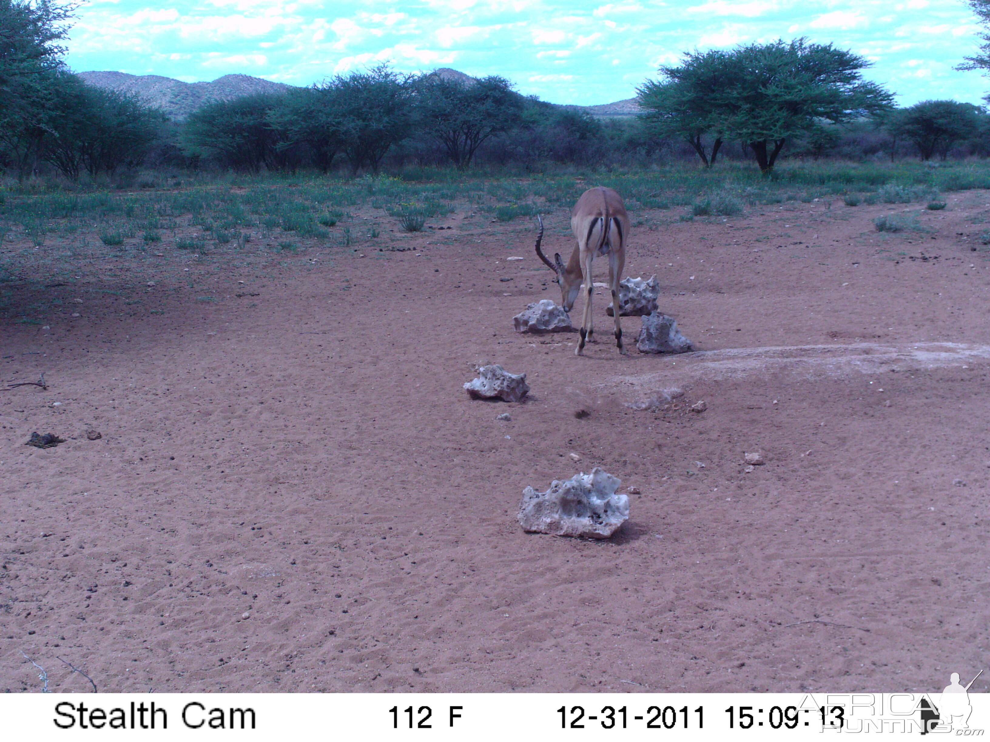 Trail Camera Namibia