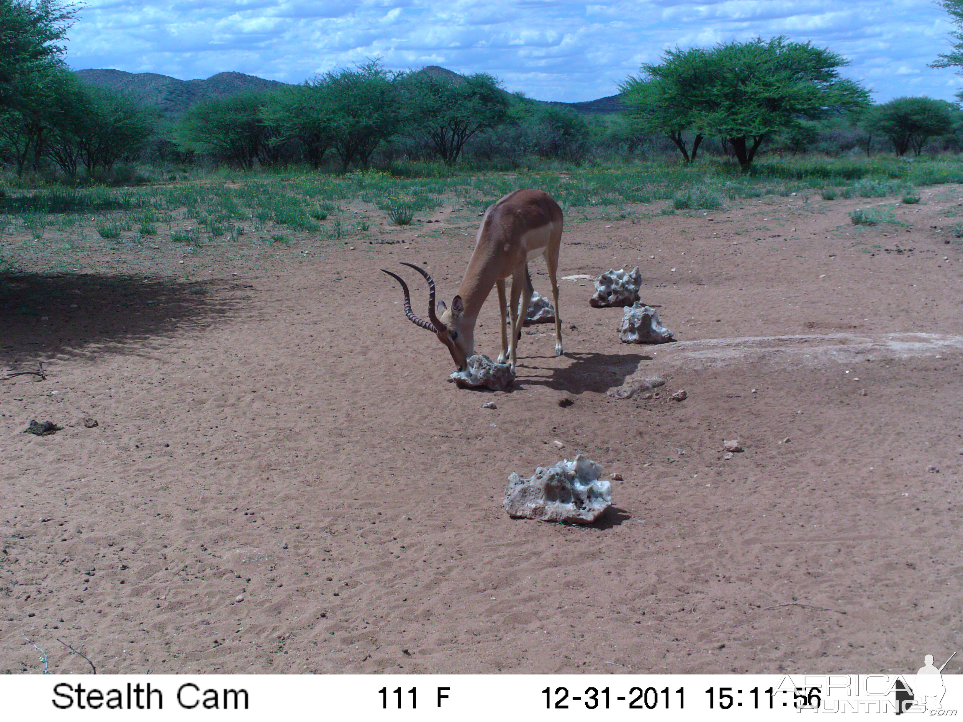 Trail Camera Namibia