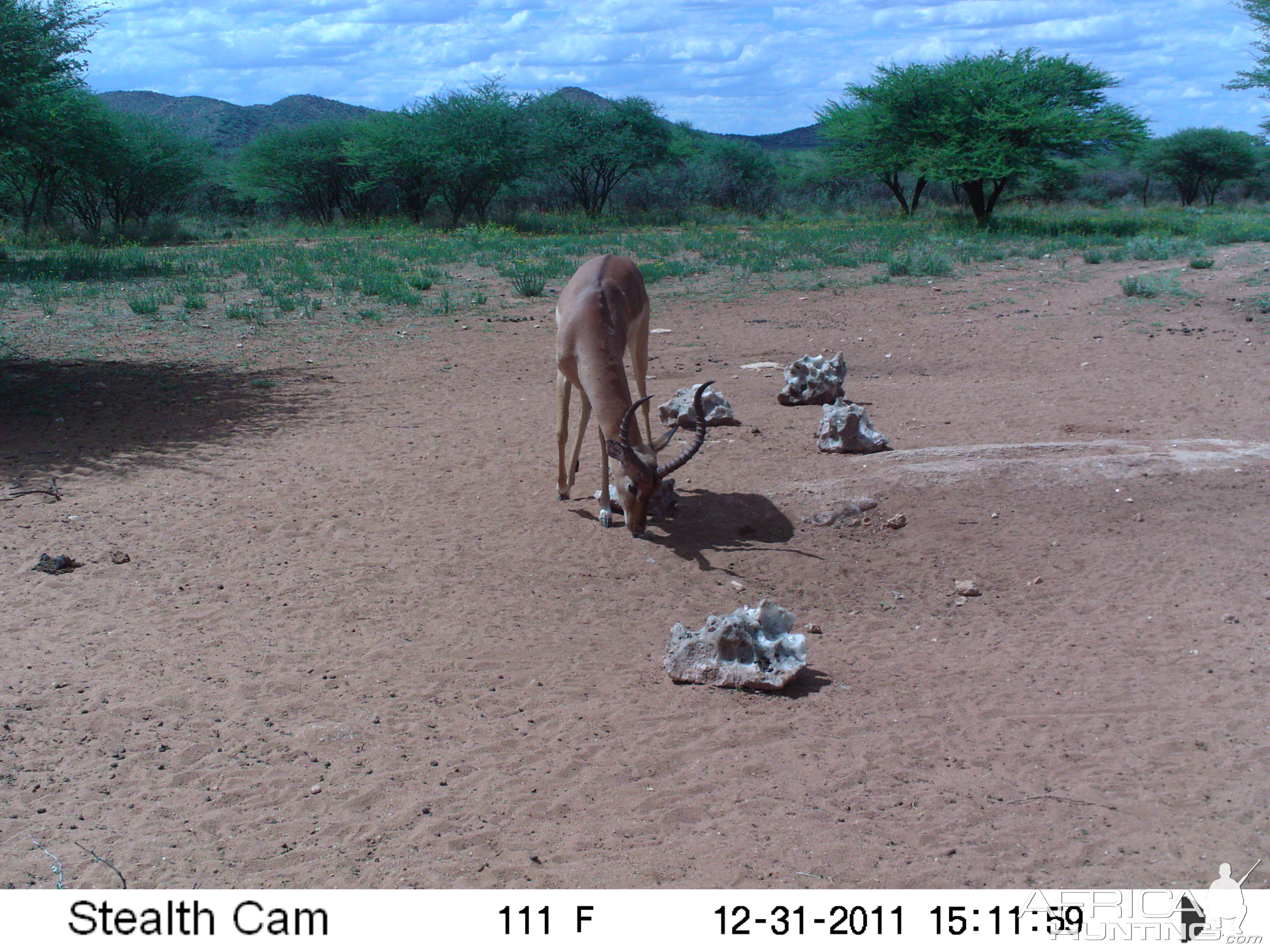 Trail Camera Namibia