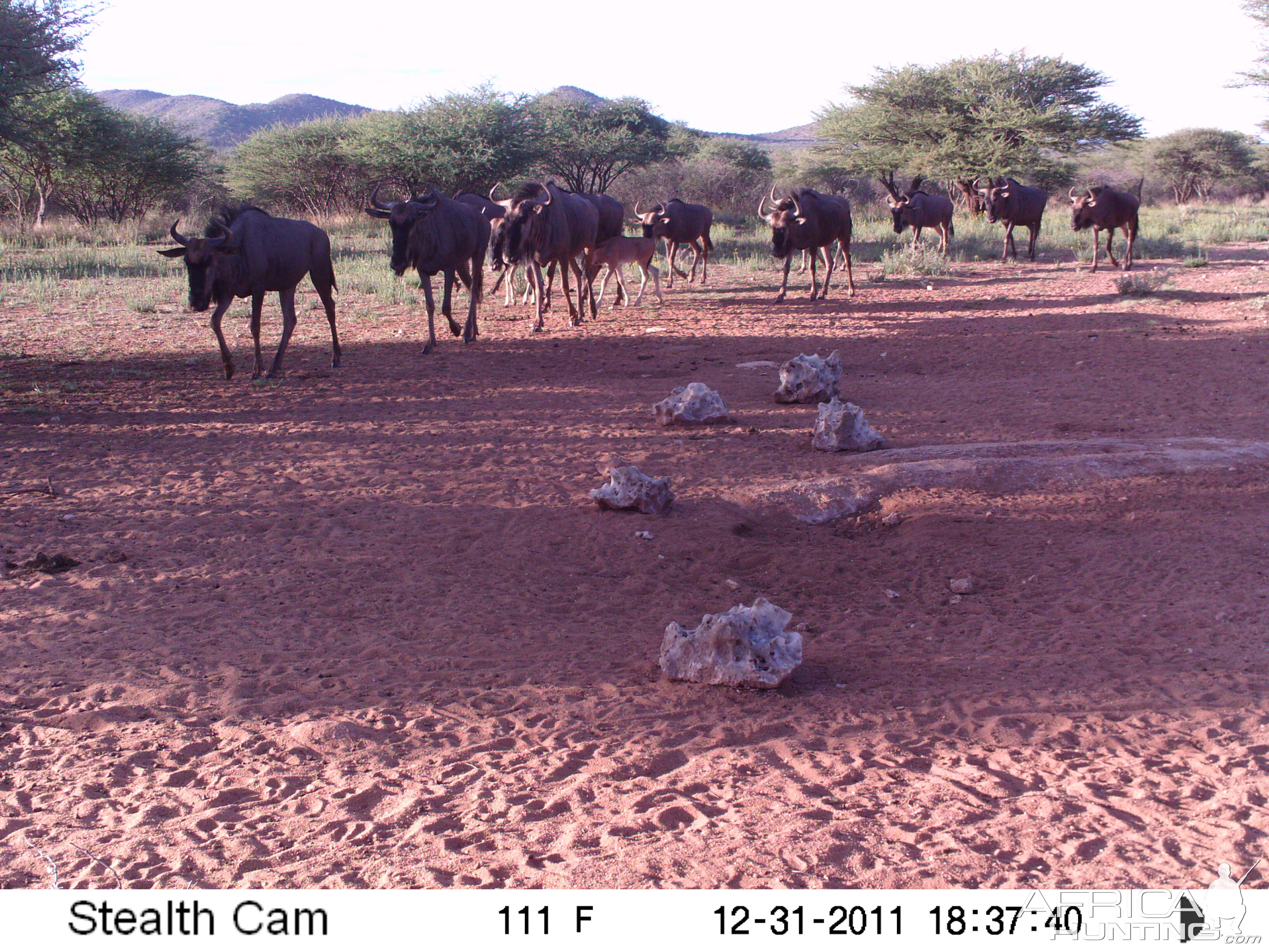 Trail Camera Namibia