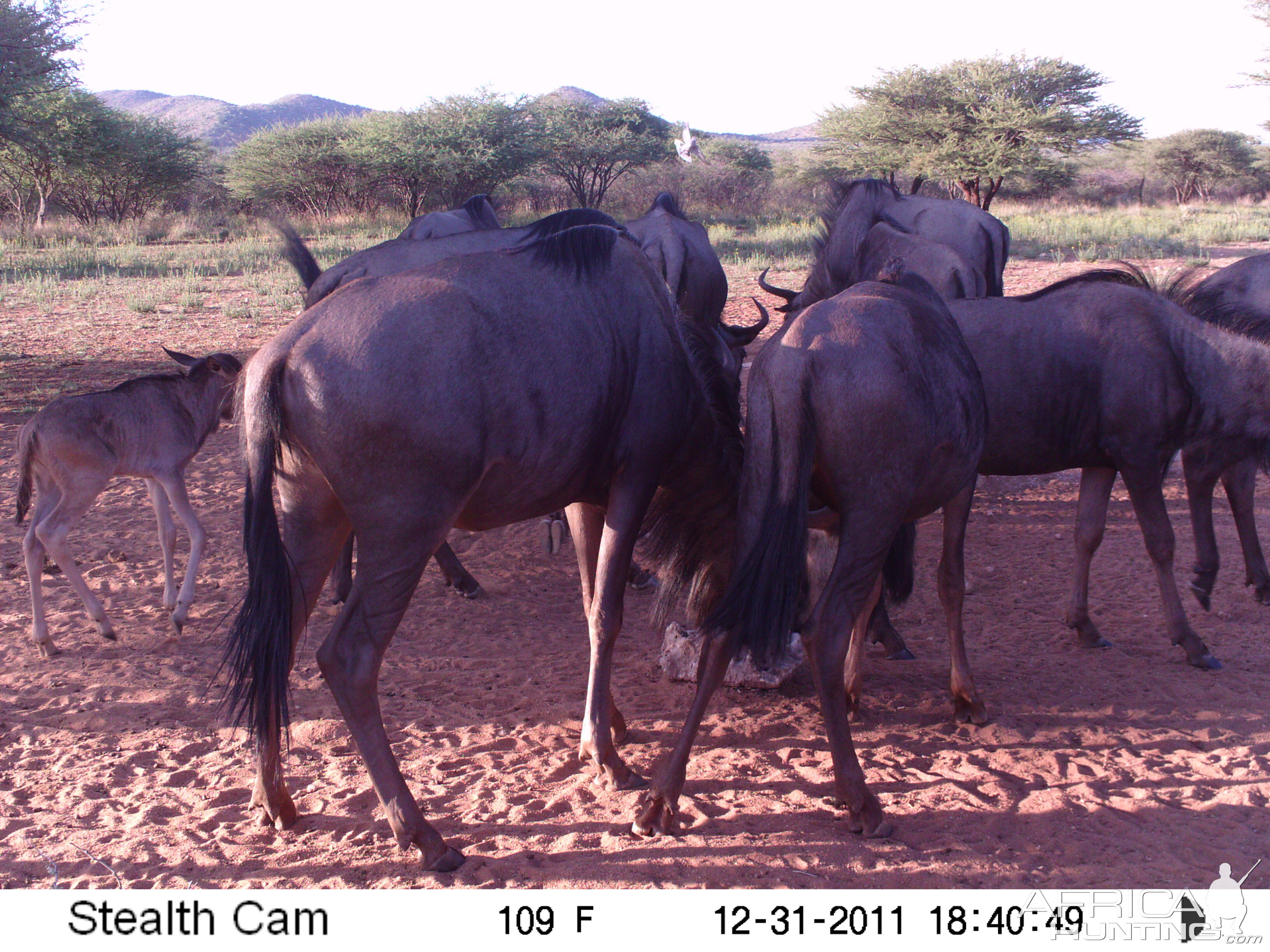 Trail Camera Namibia