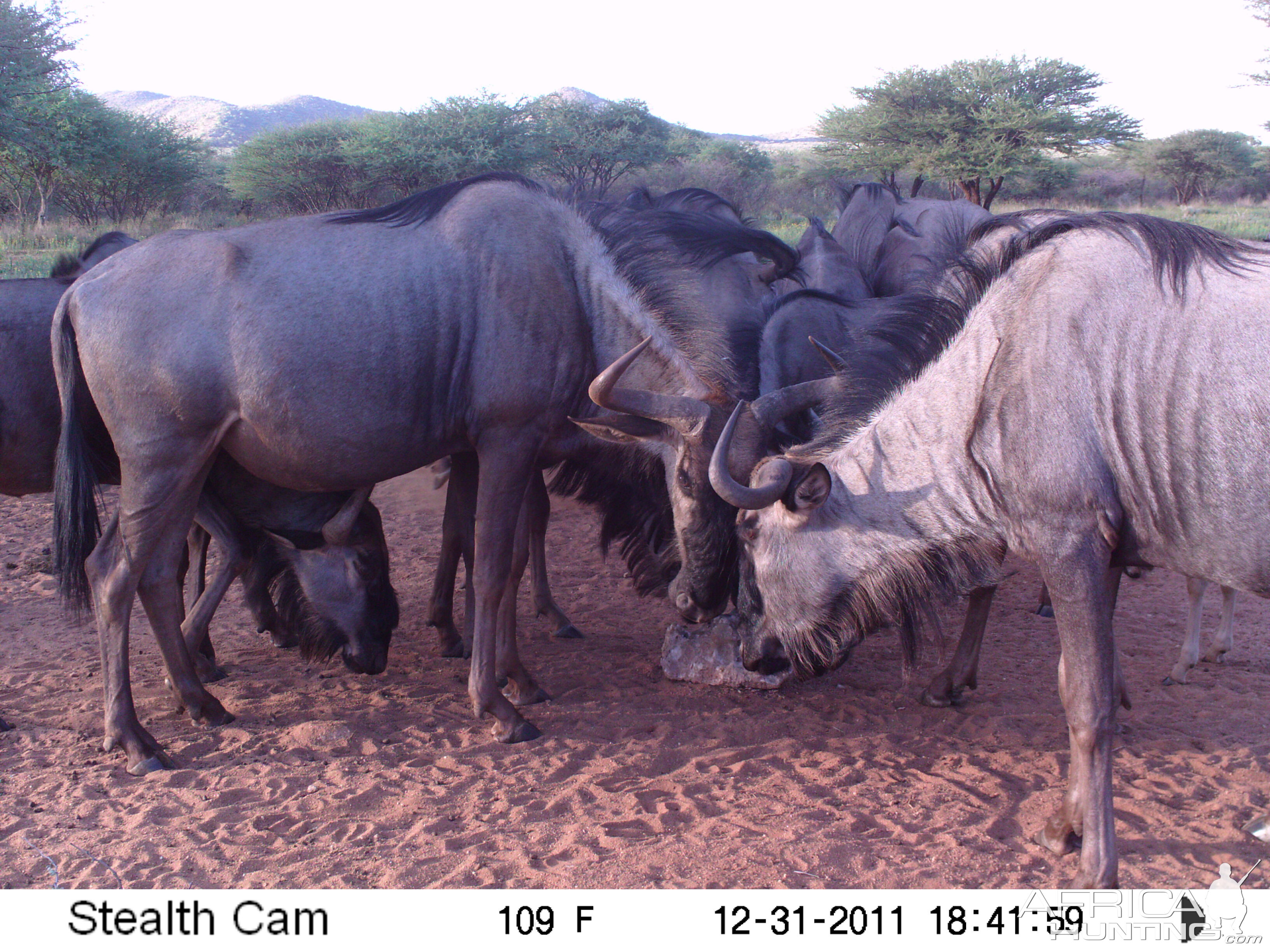 Trail Camera Namibia