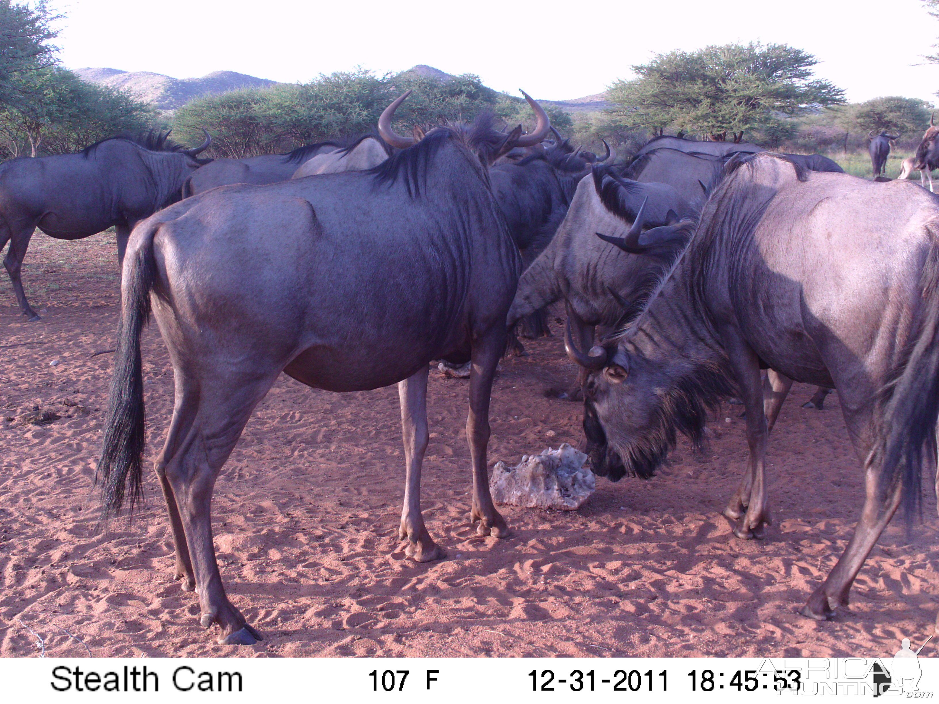 Trail Camera Namibia