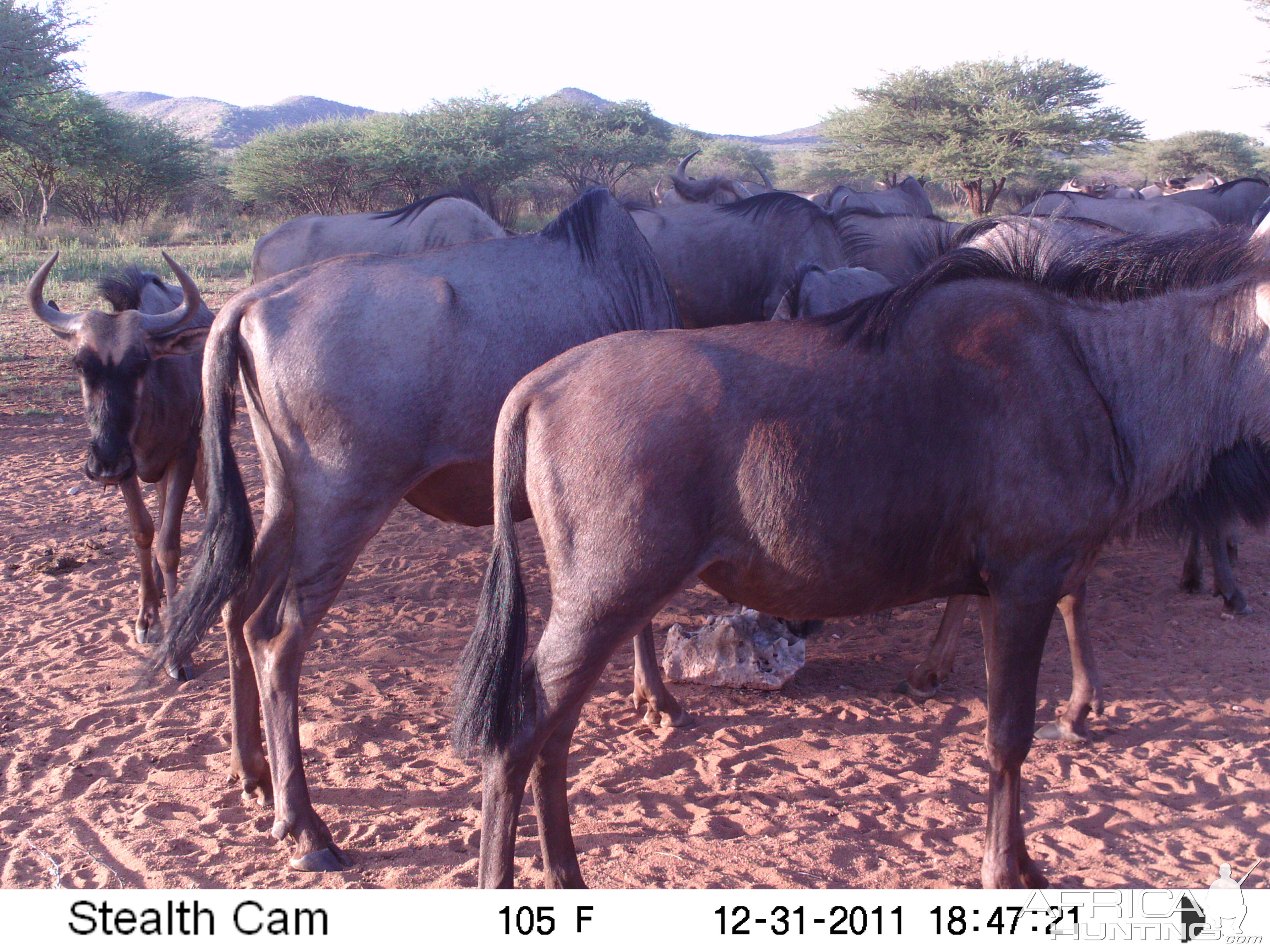 Trail Camera Namibia