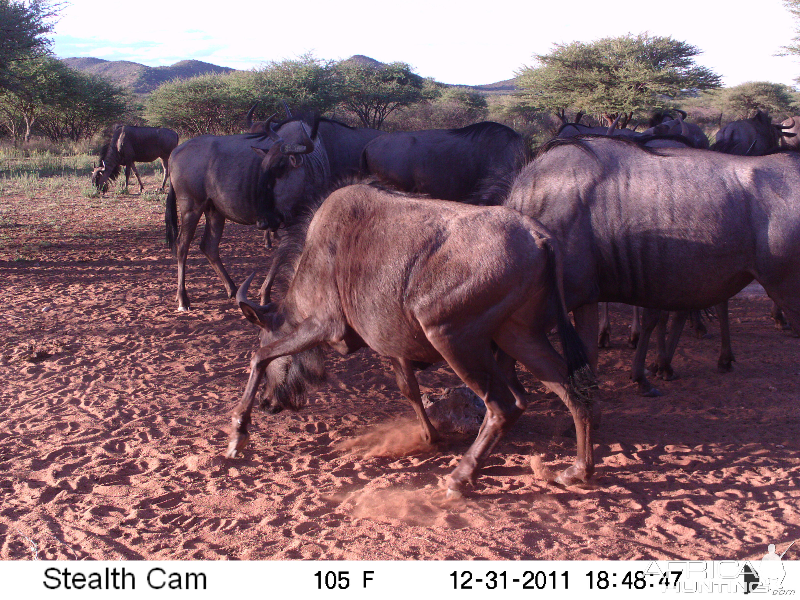 Trail Camera Namibia