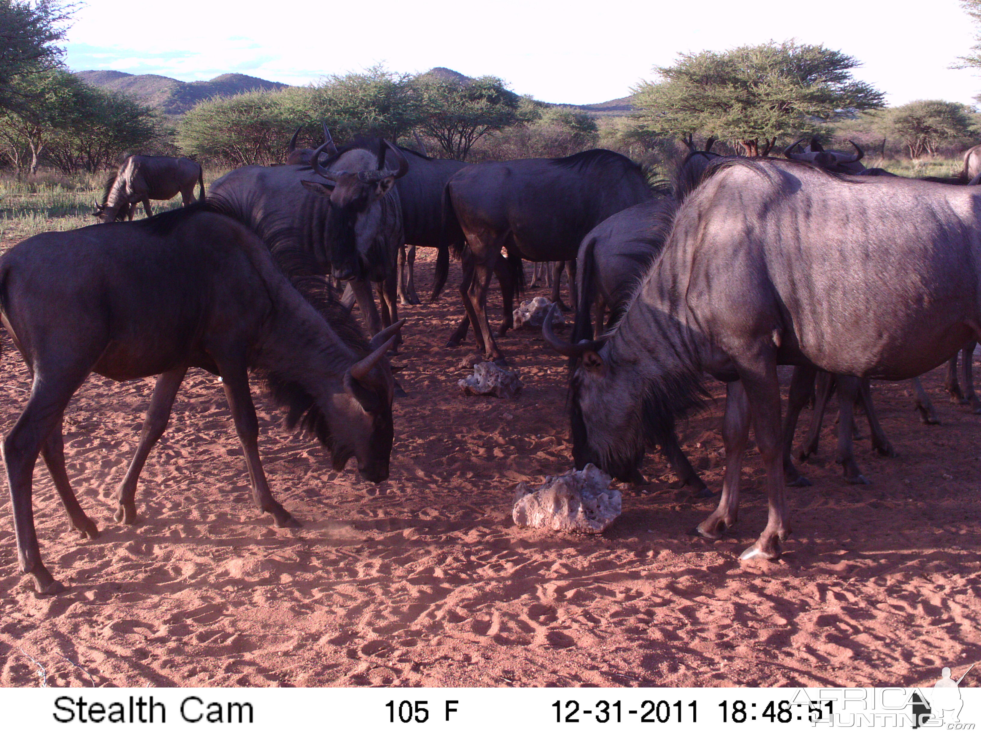 Trail Camera Namibia