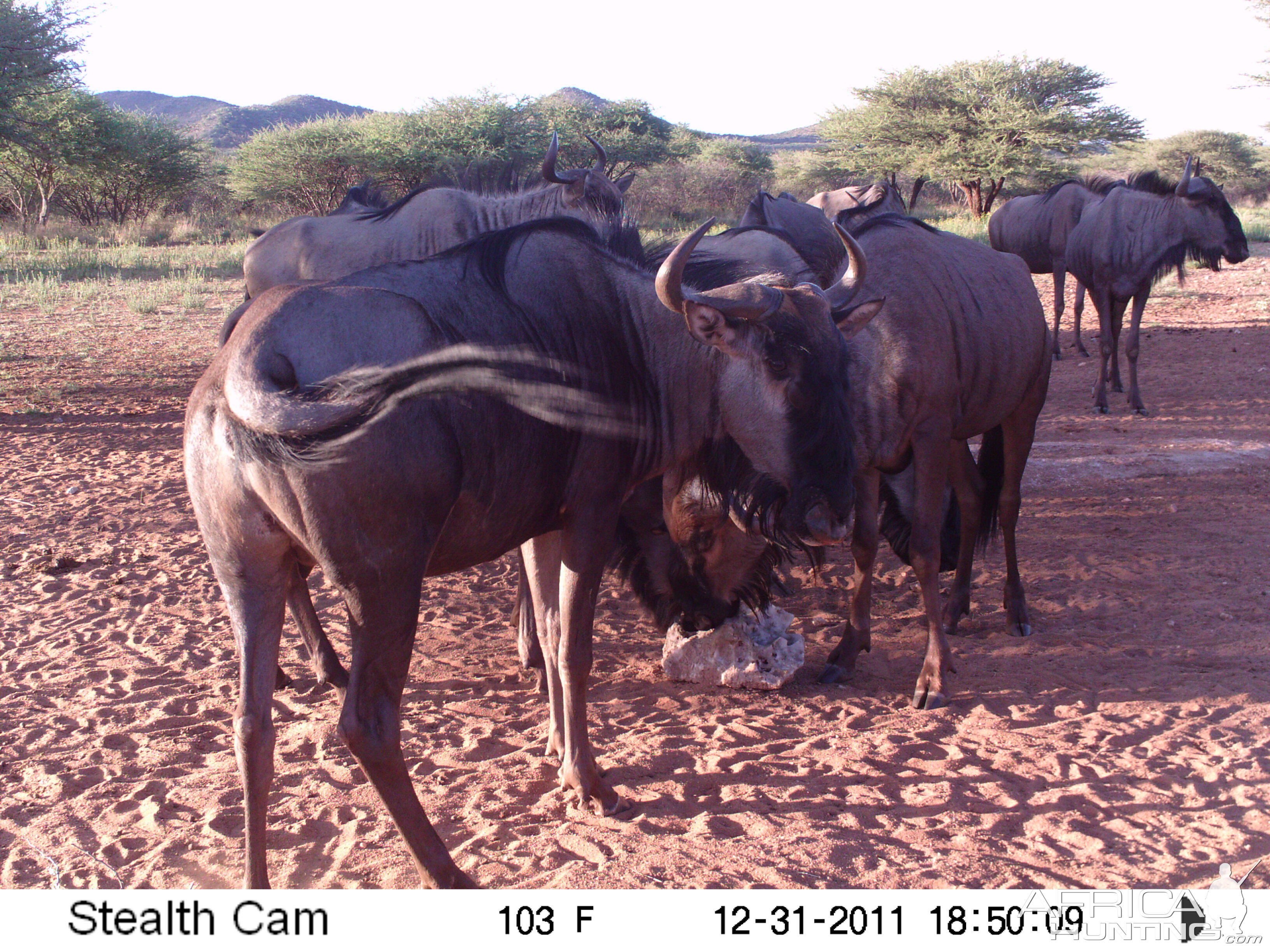 Trail Camera Namibia