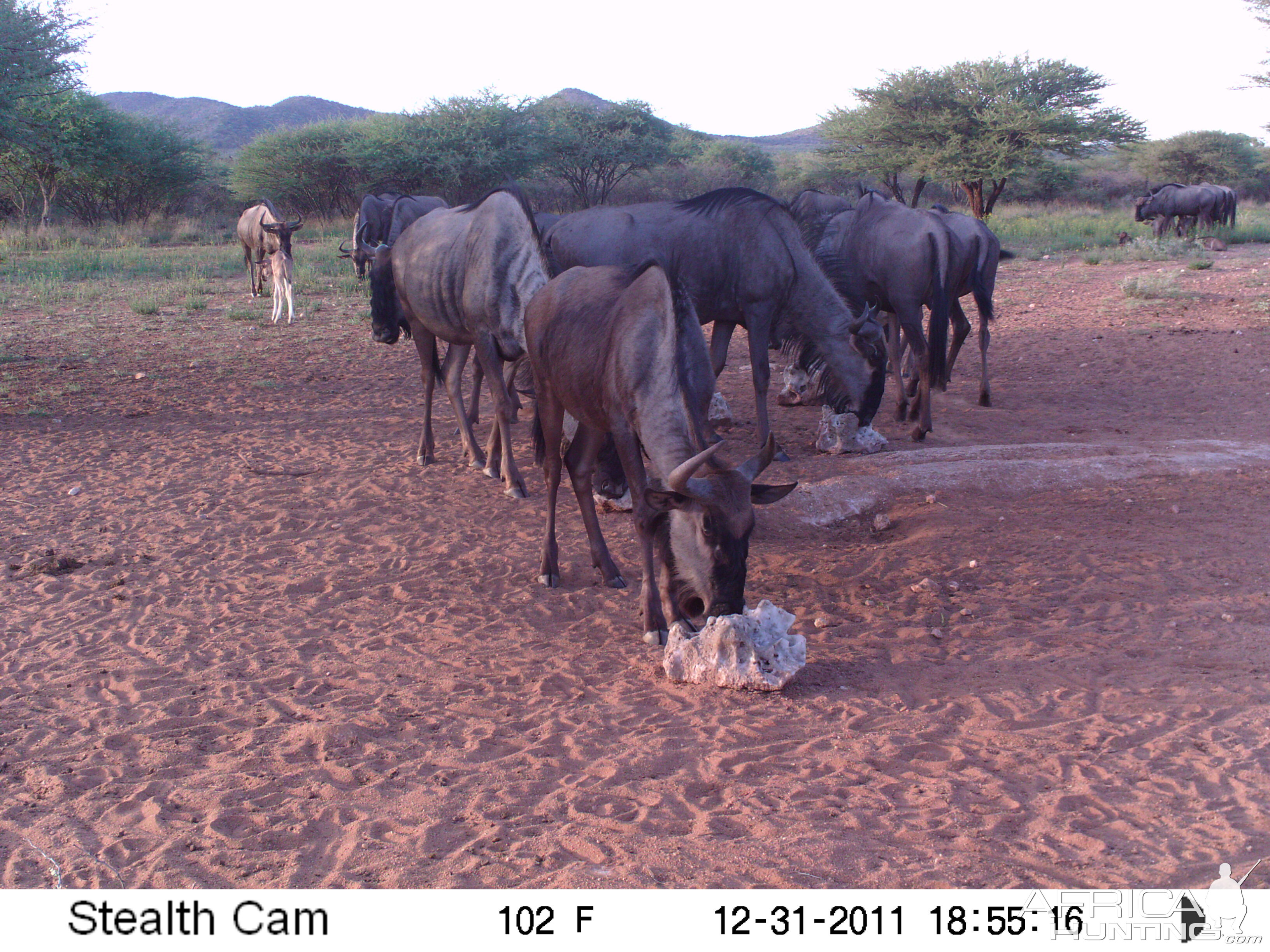 Trail Camera Namibia