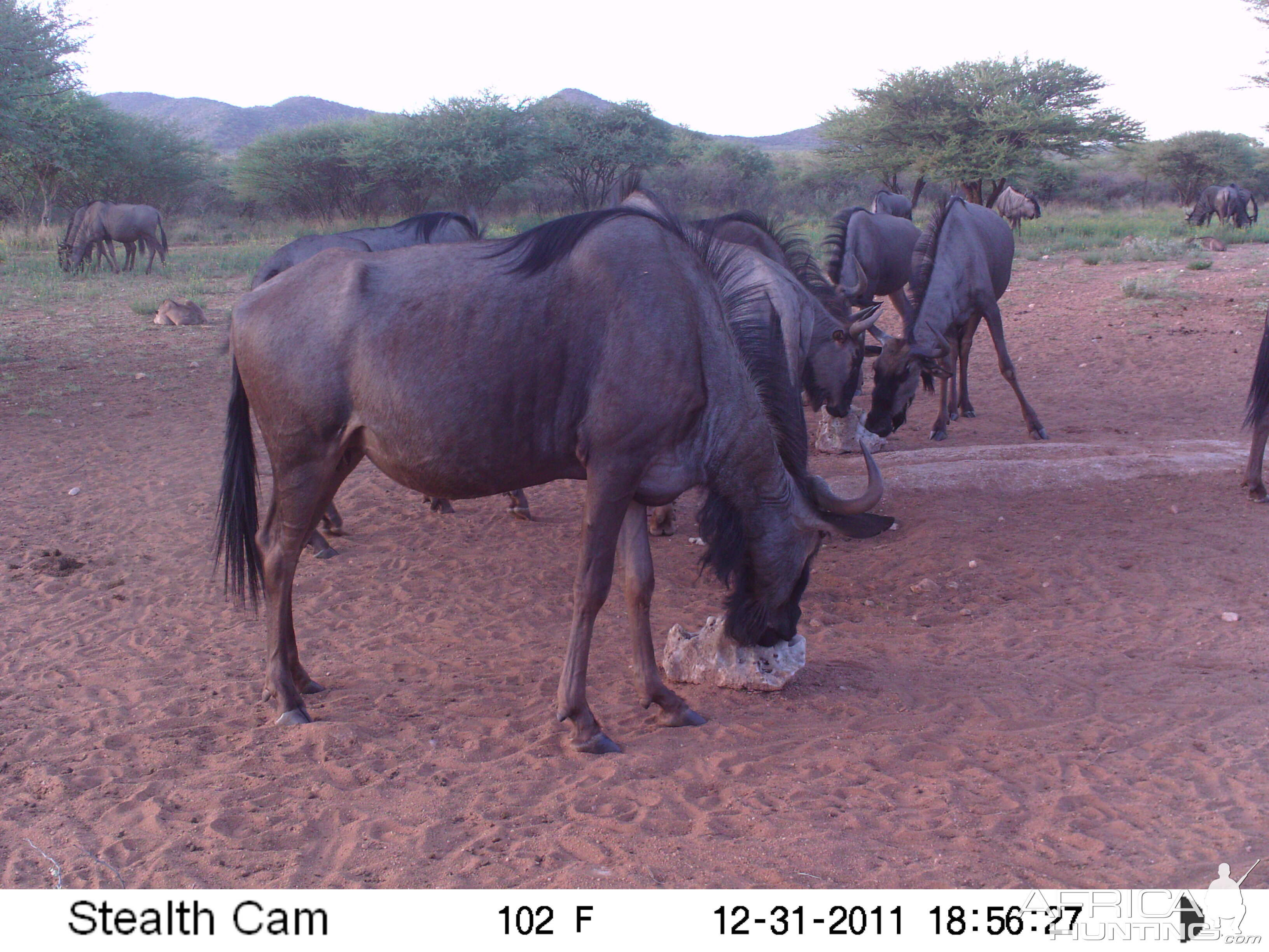 Trail Camera Namibia