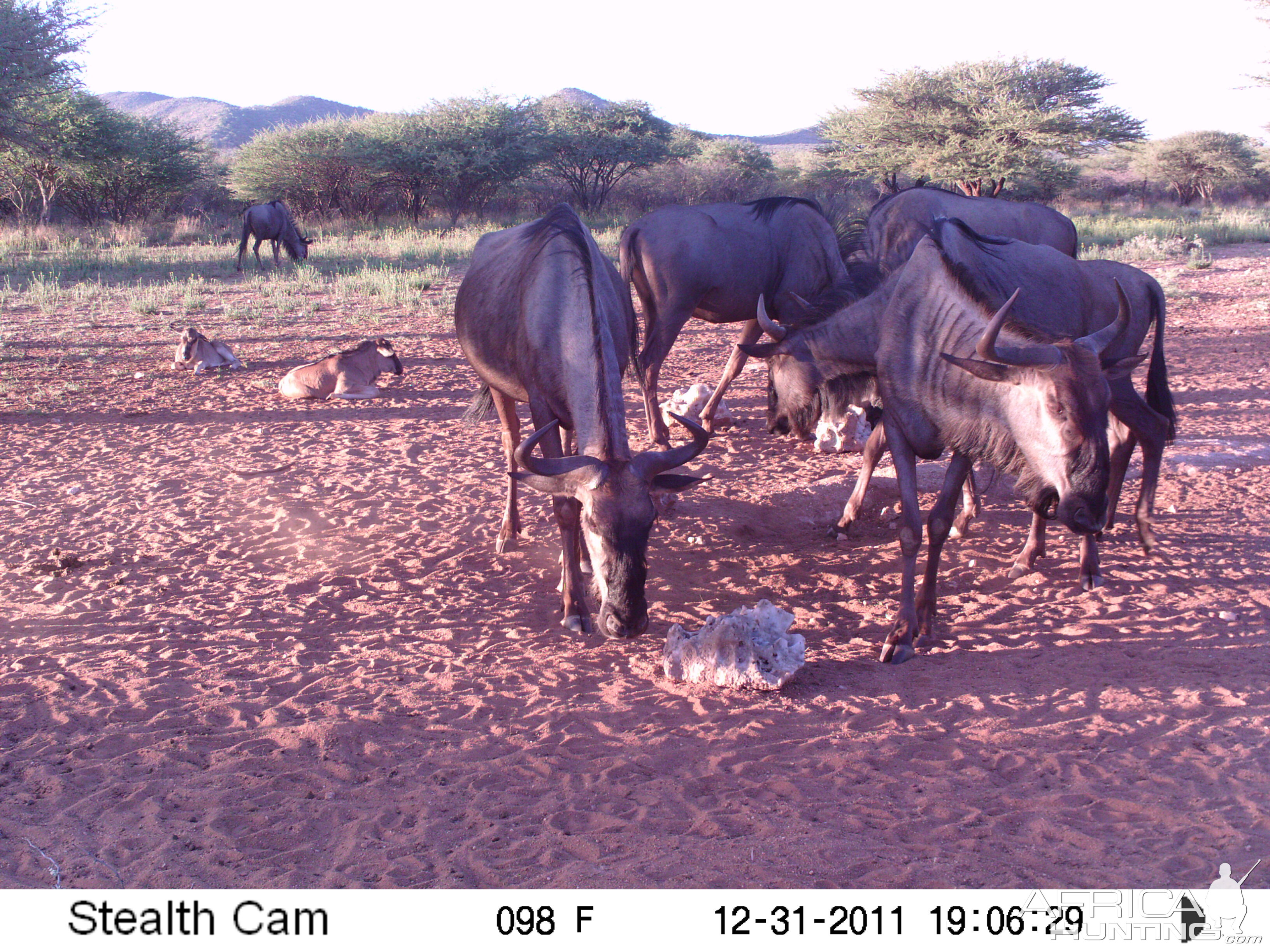 Trail Camera Namibia