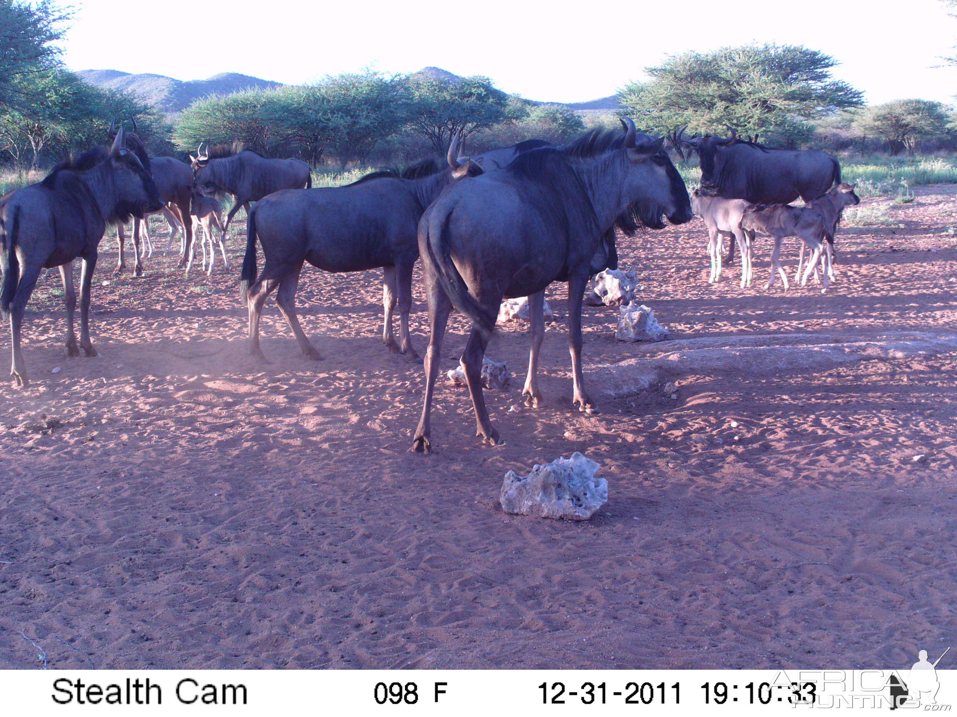 Trail Camera Namibia