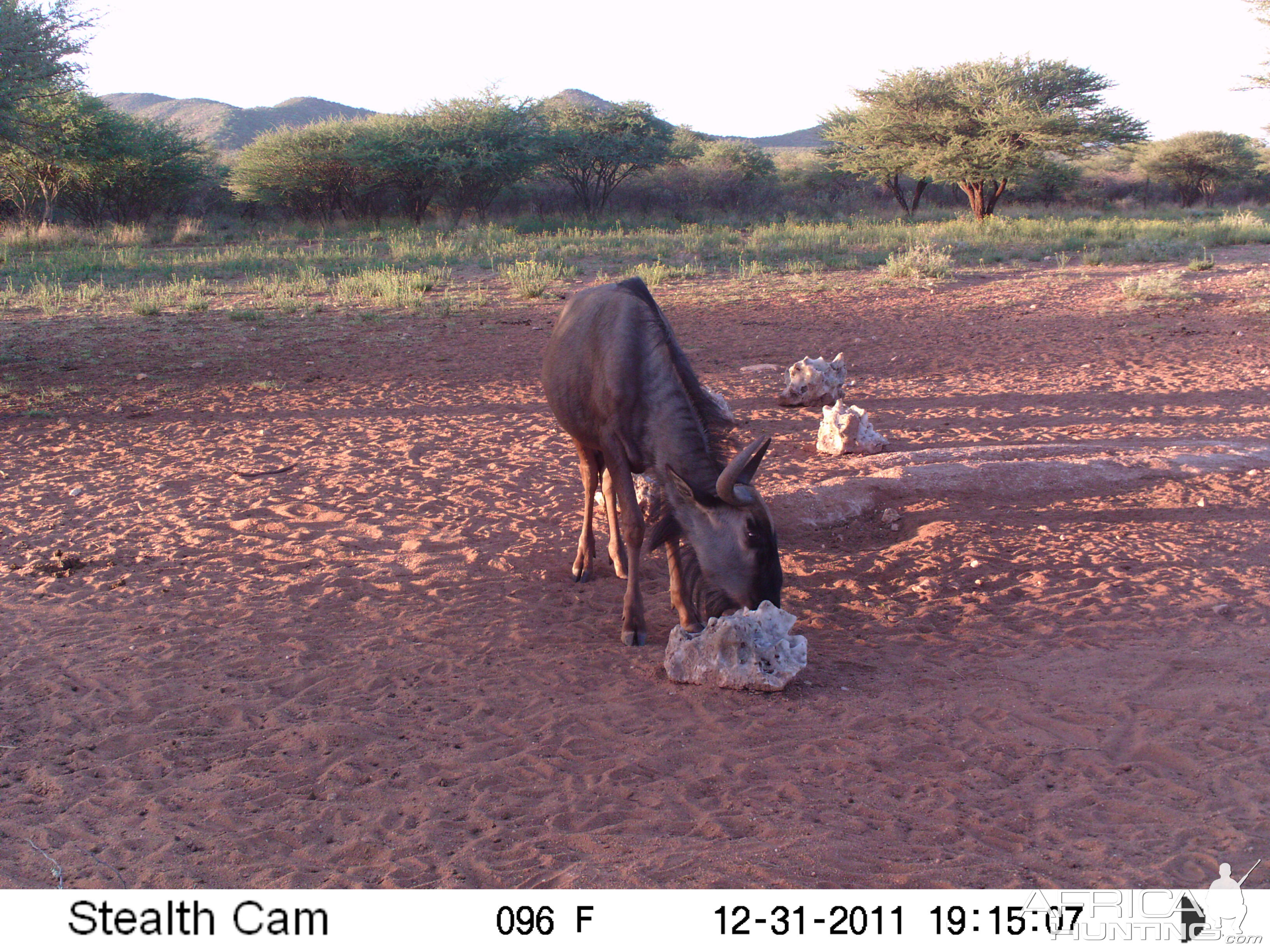 Trail Camera Namibia