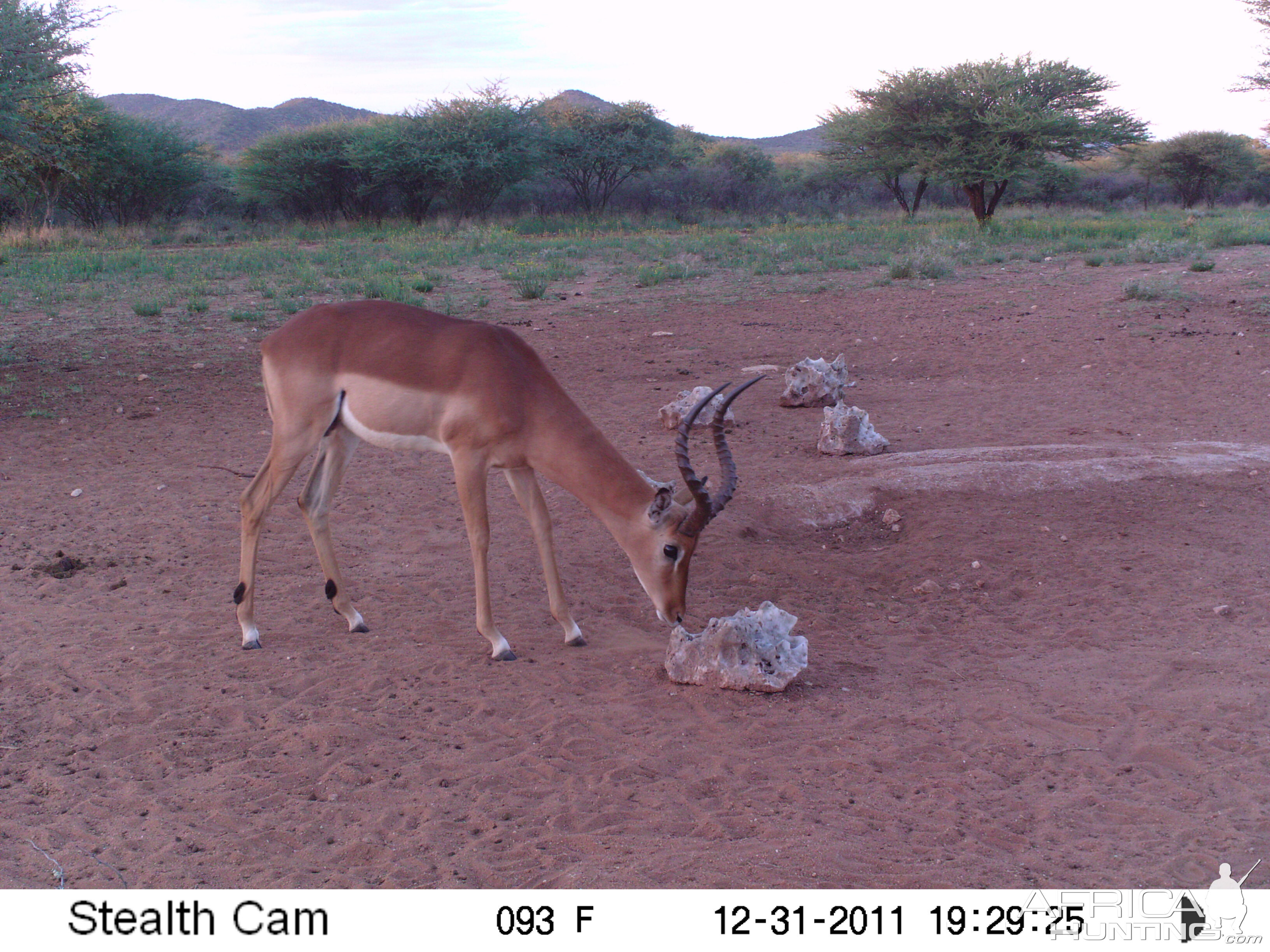 Trail Camera Namibia