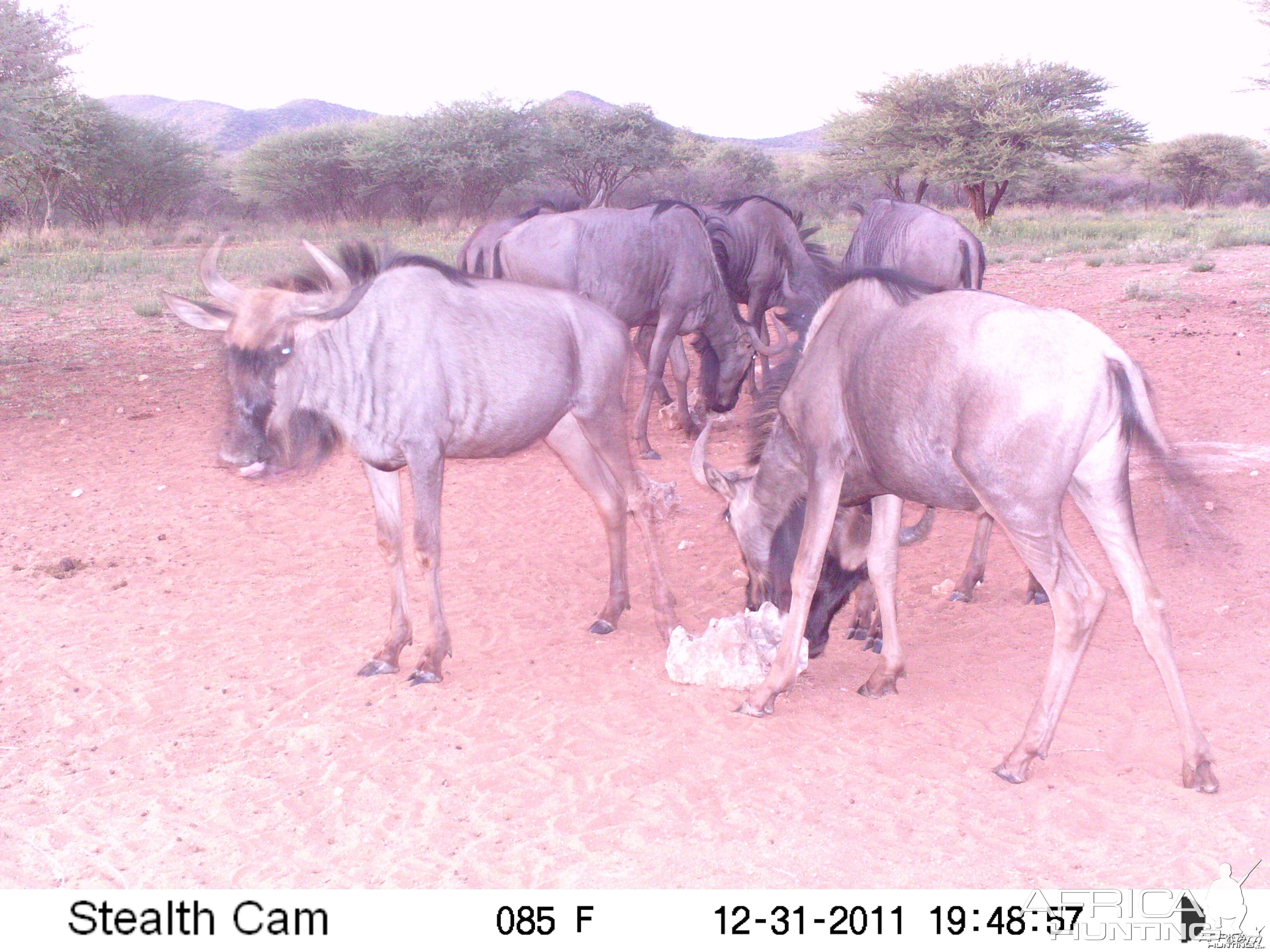 Trail Camera Namibia