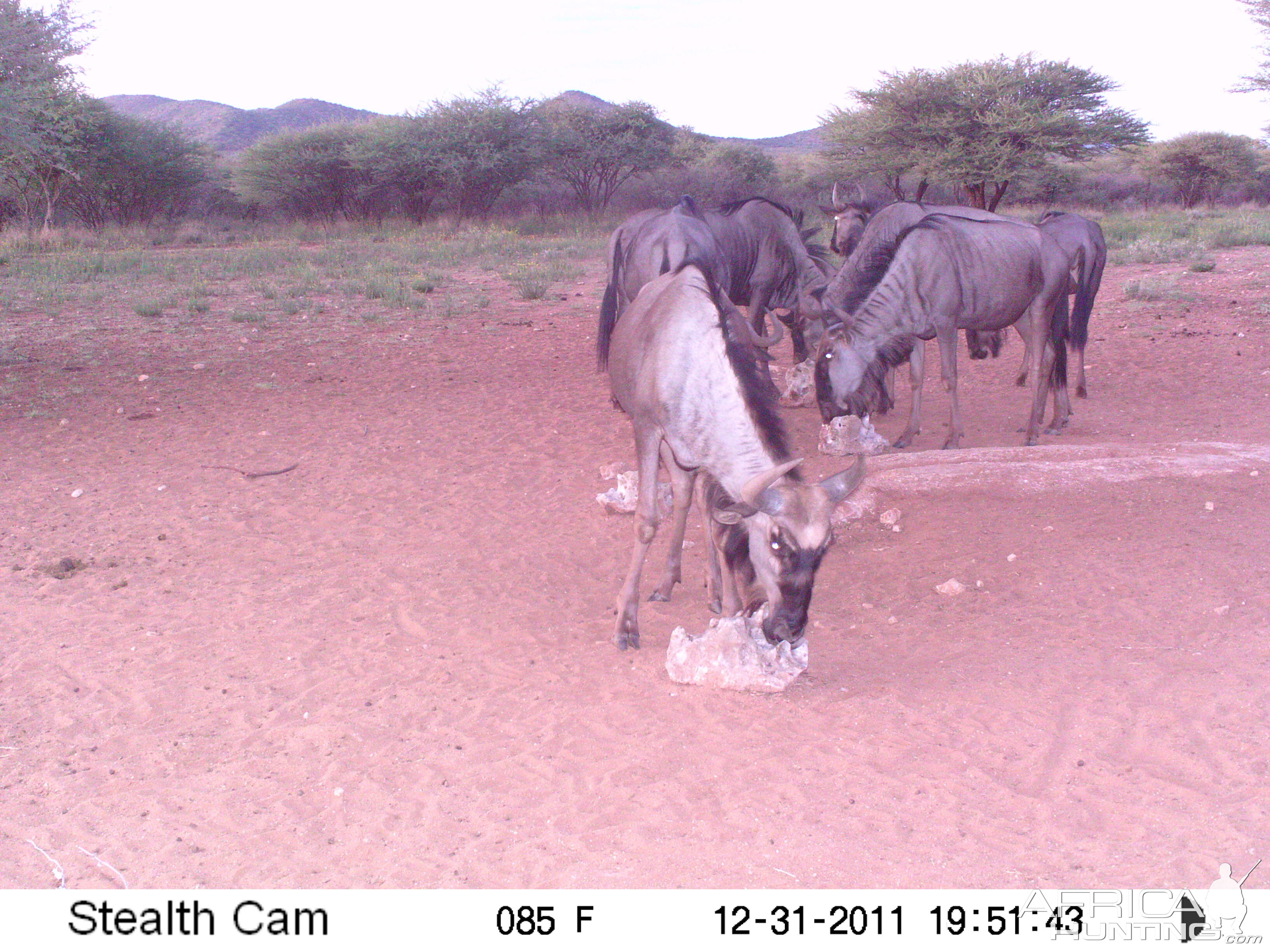 Trail Camera Namibia