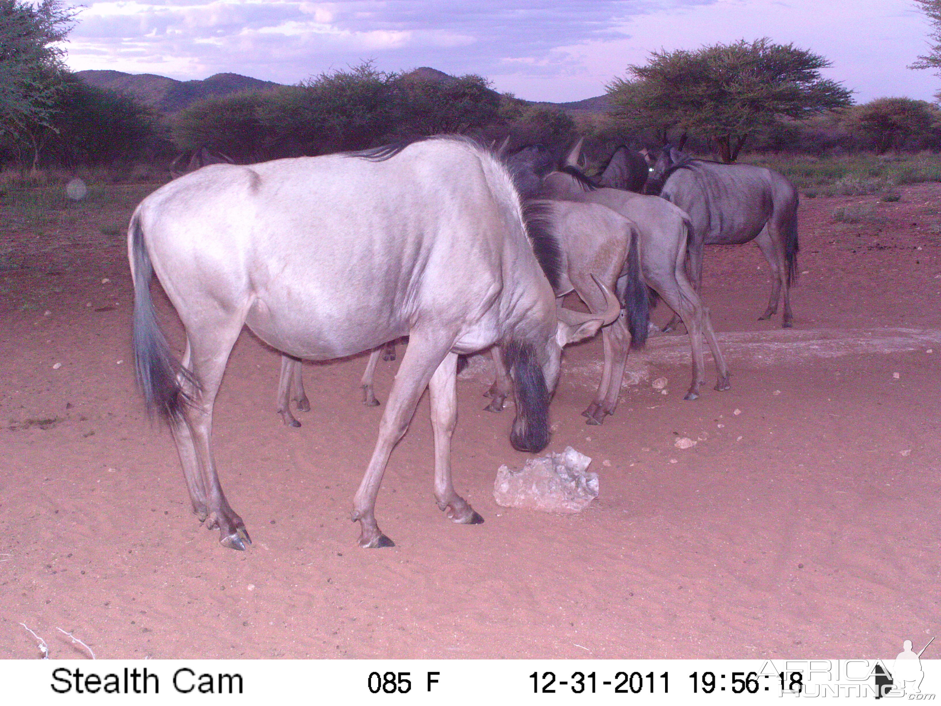 Trail Camera Namibia