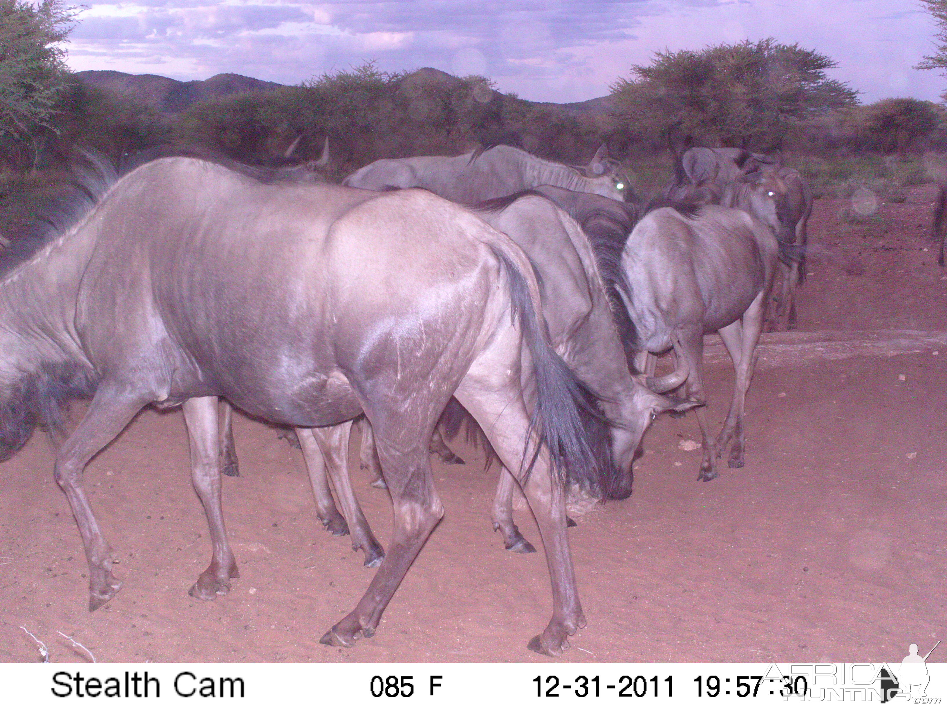 Trail Camera Namibia