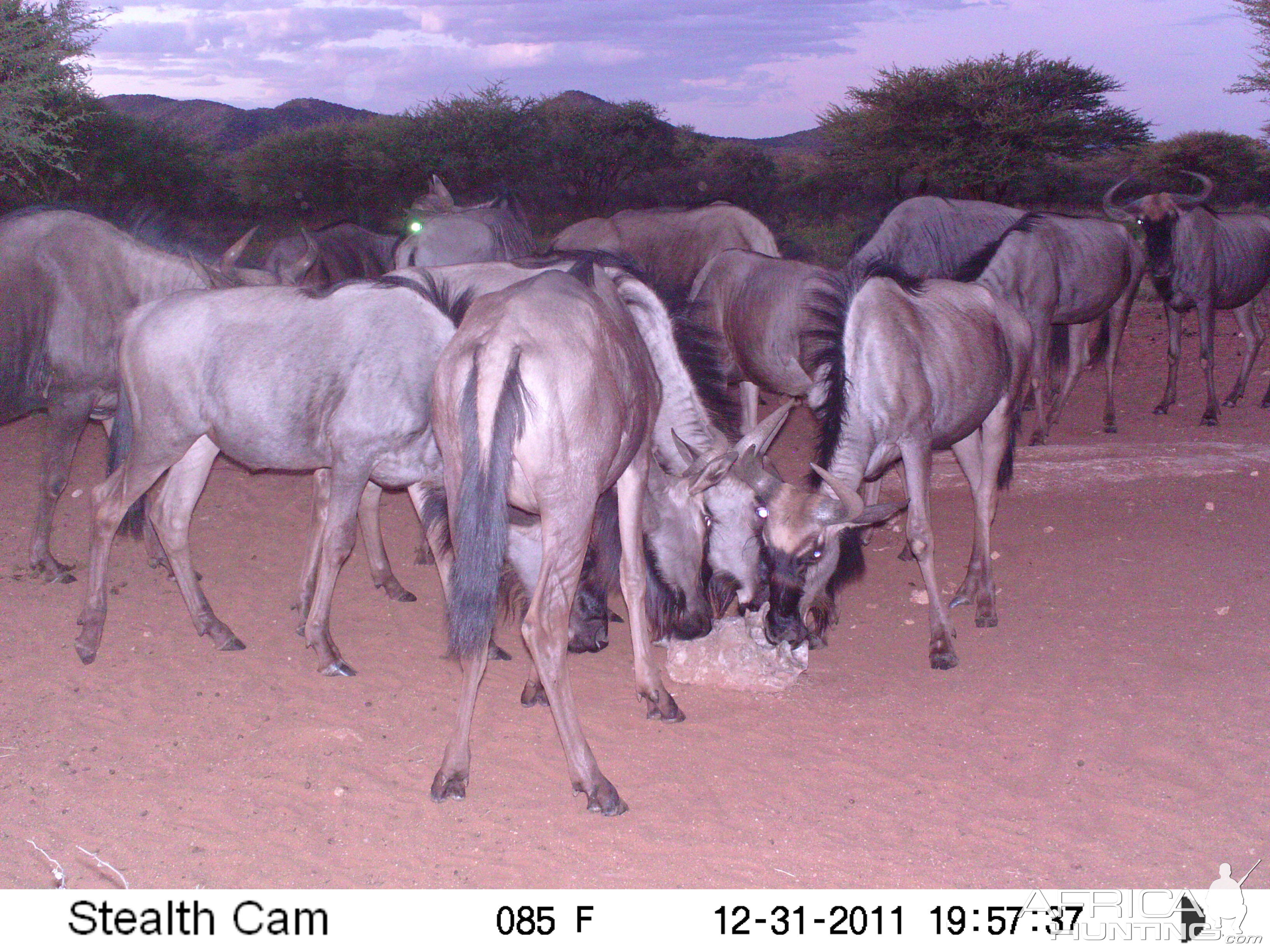 Trail Camera Namibia