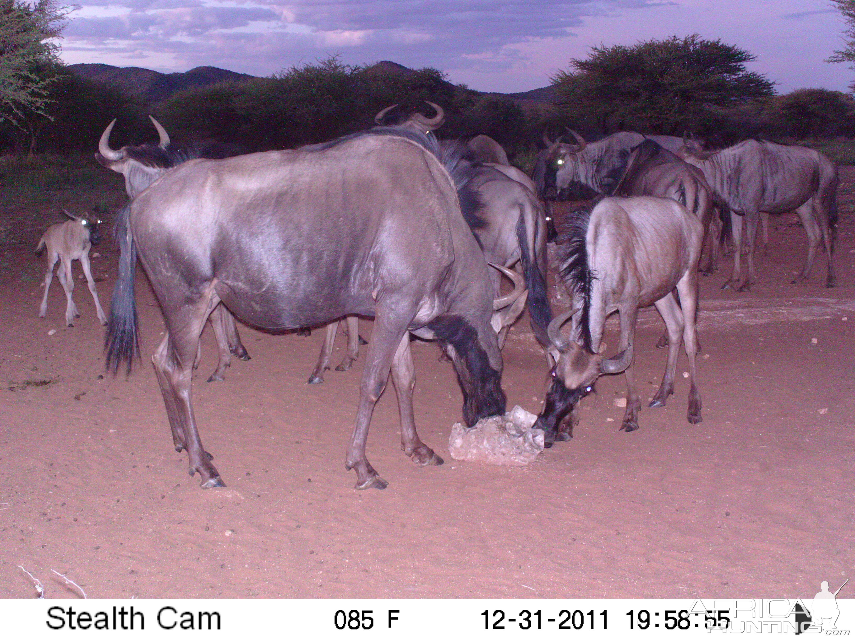 Trail Camera Namibia