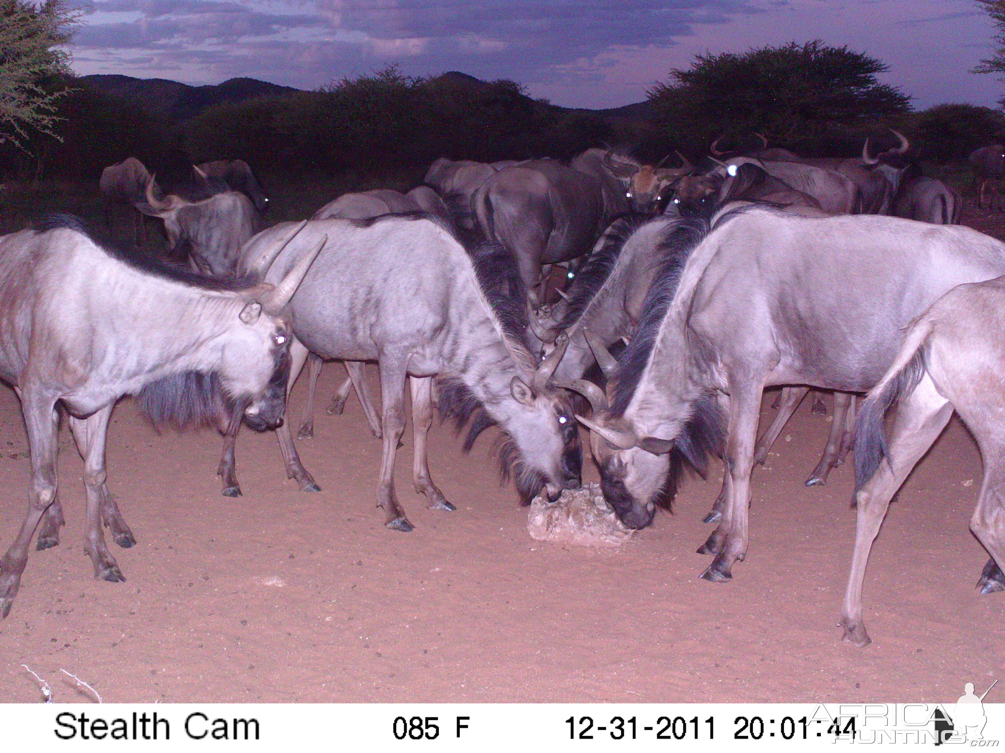 Trail Camera Namibia