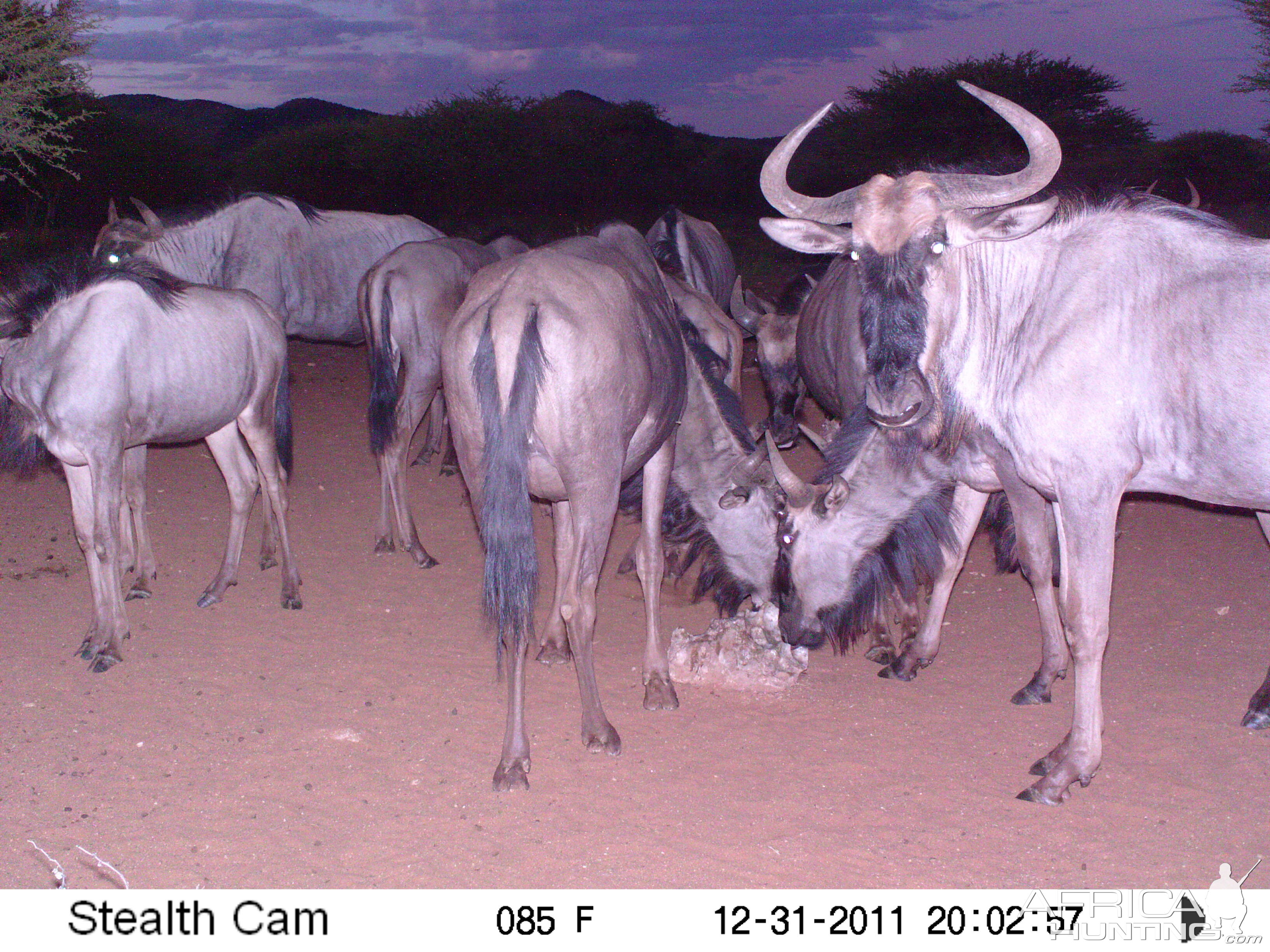 Trail Camera Namibia