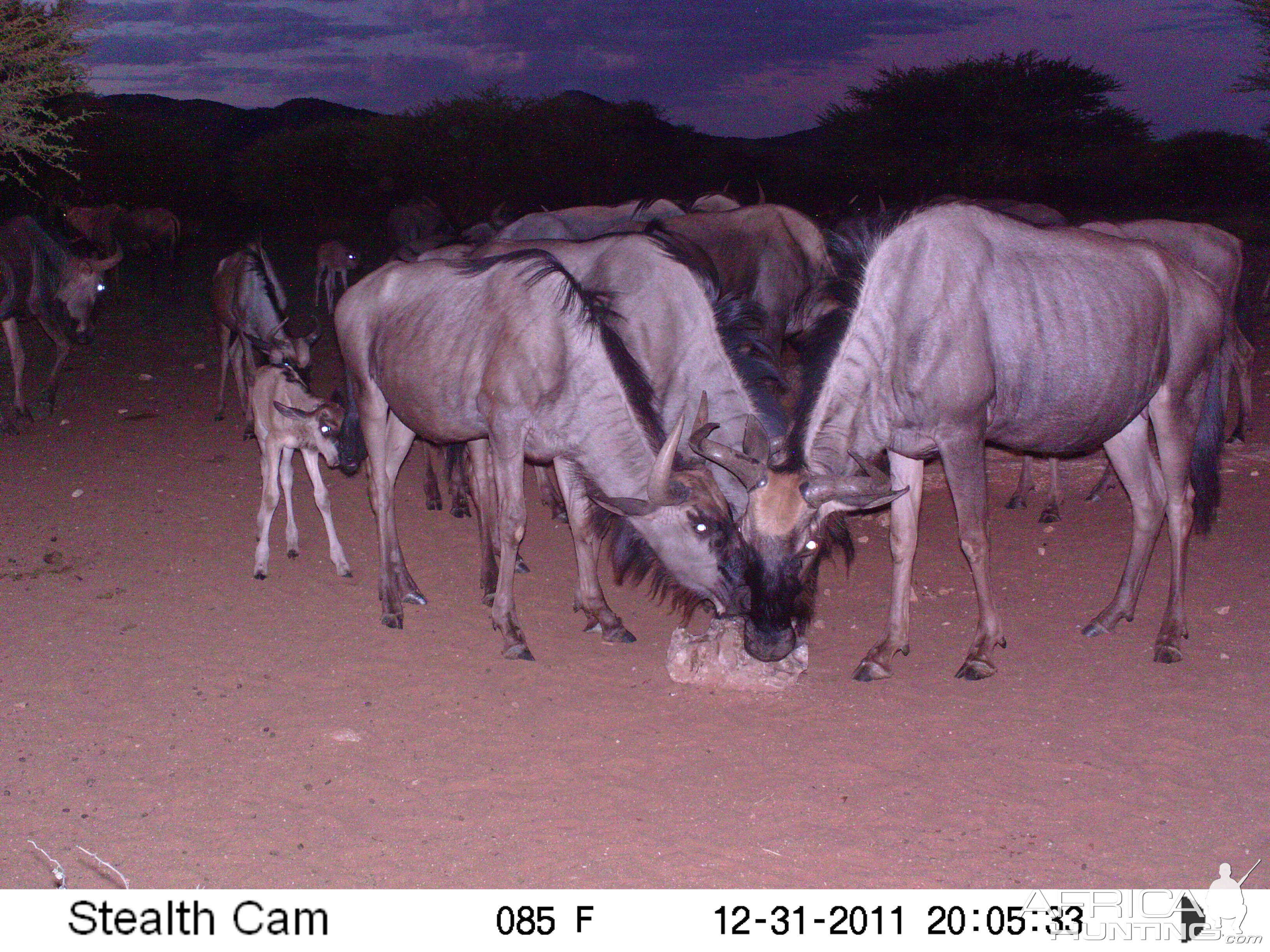 Trail Camera Namibia