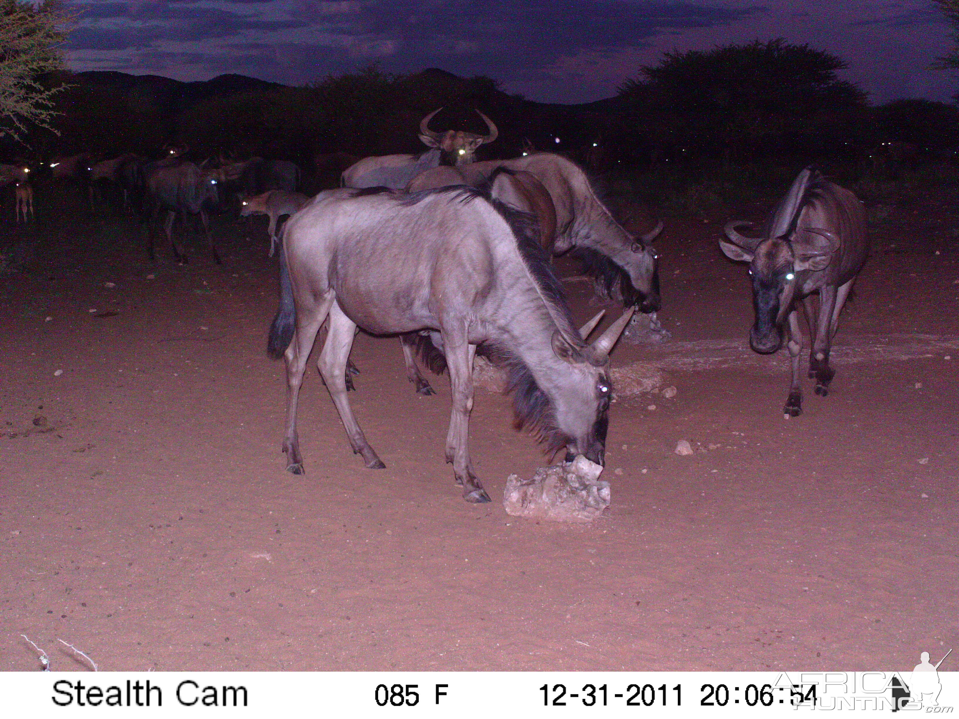 Trail Camera Namibia