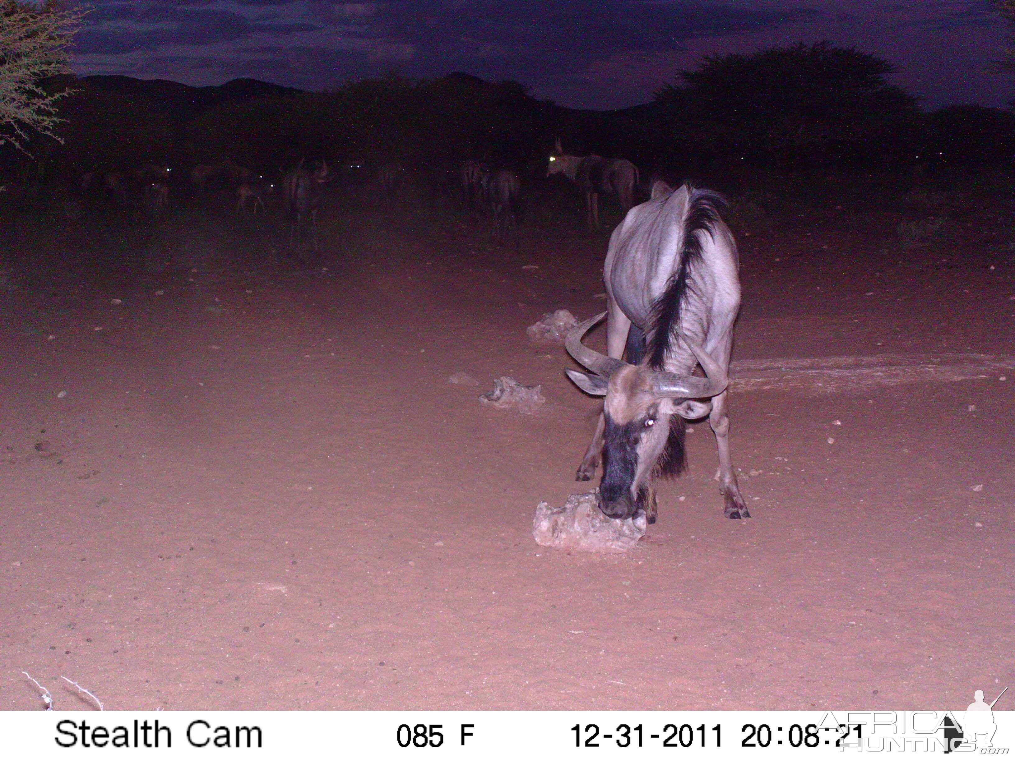 Trail Camera Namibia