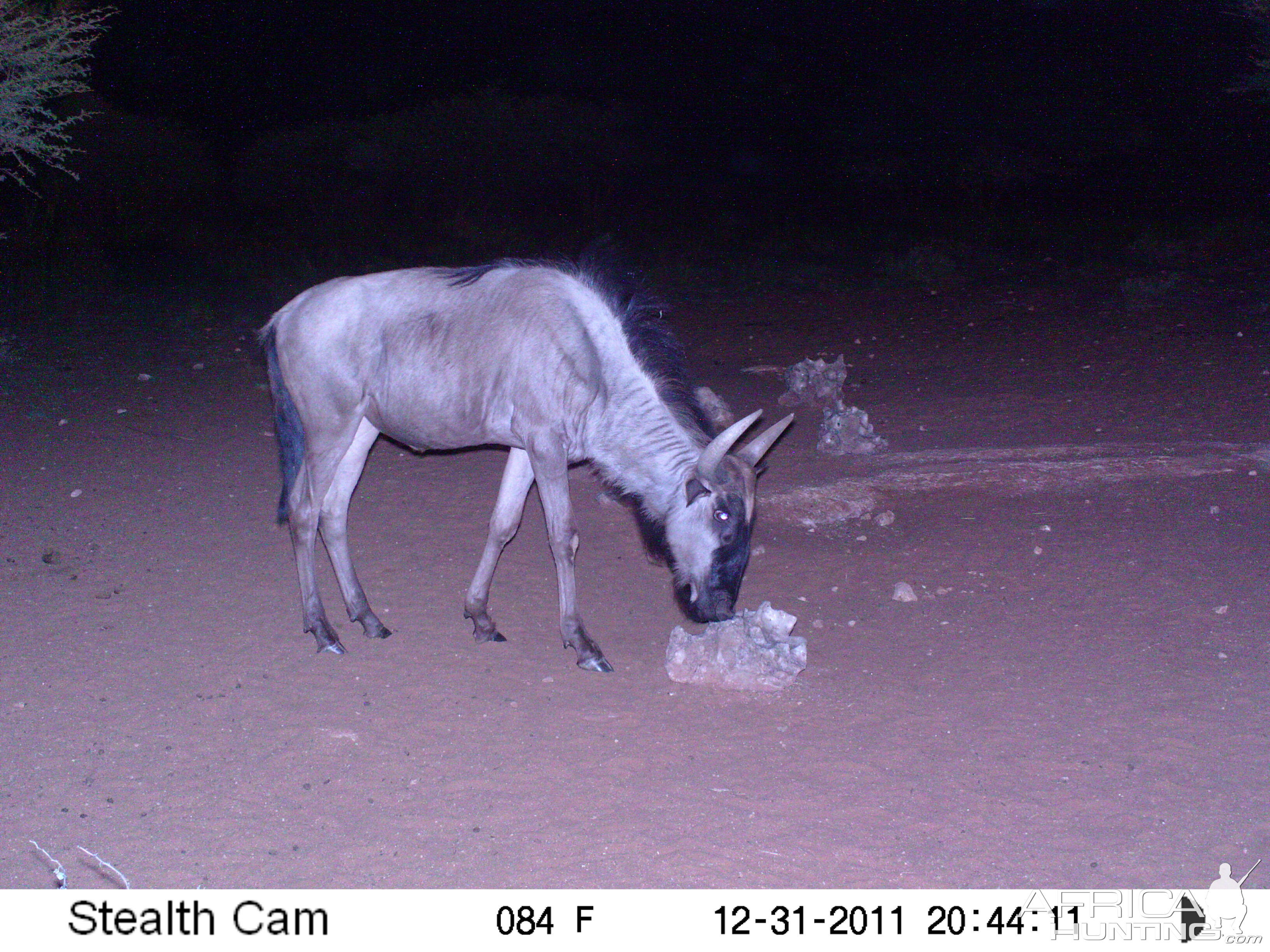 Trail Camera Namibia