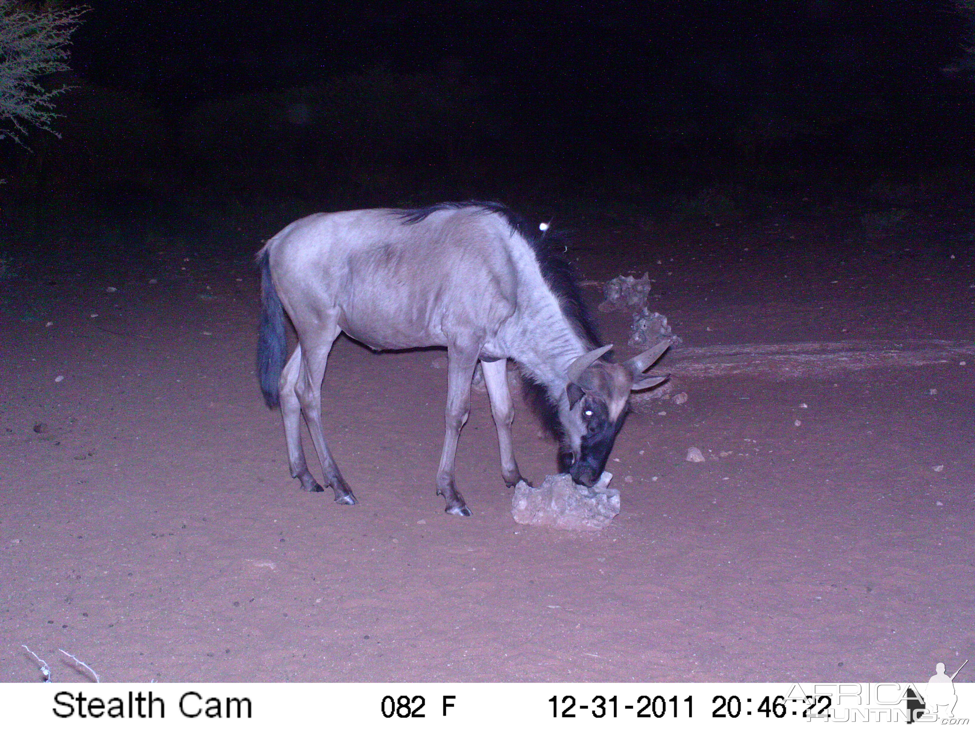 Trail Camera Namibia