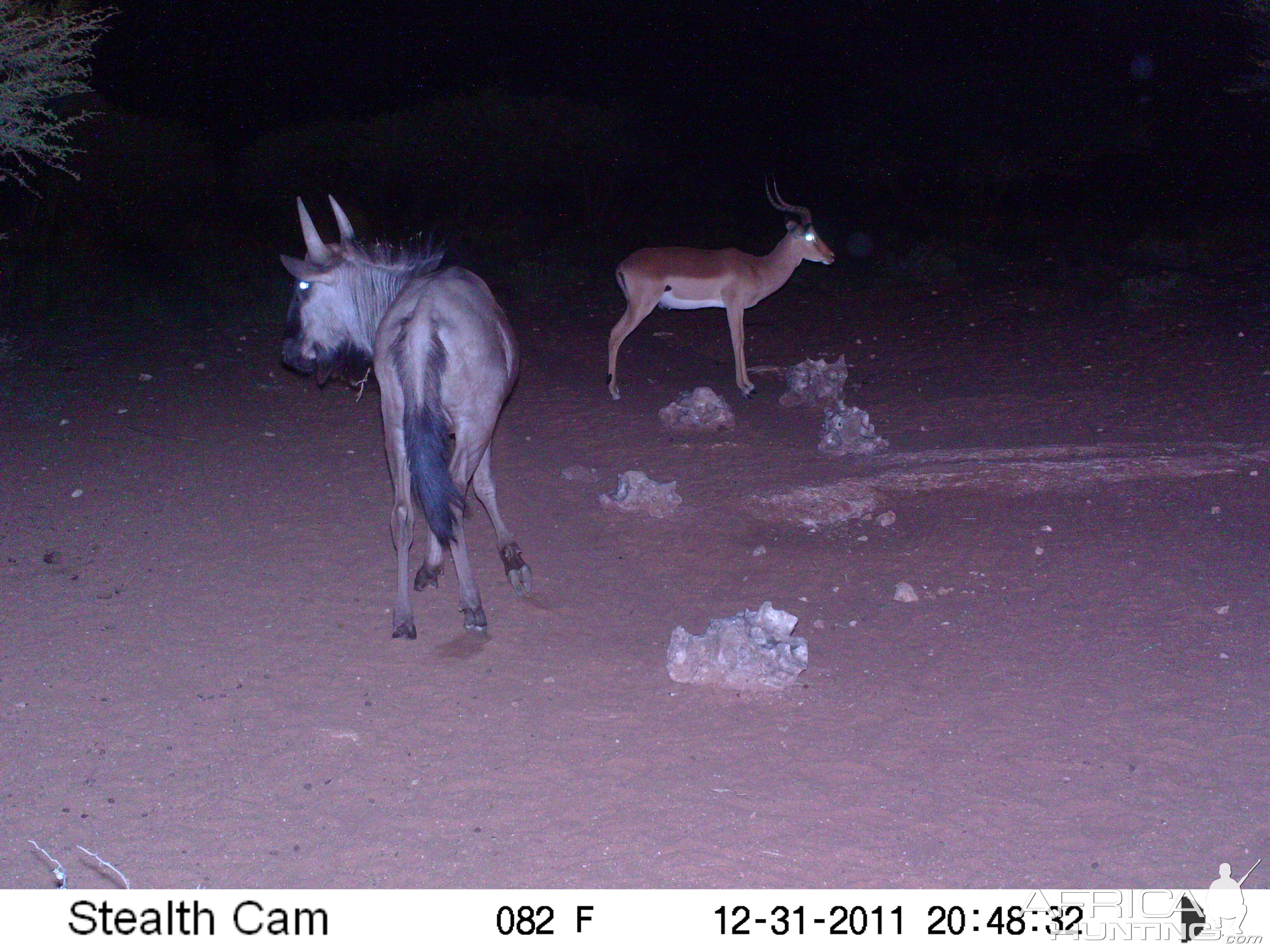 Trail Camera Namibia