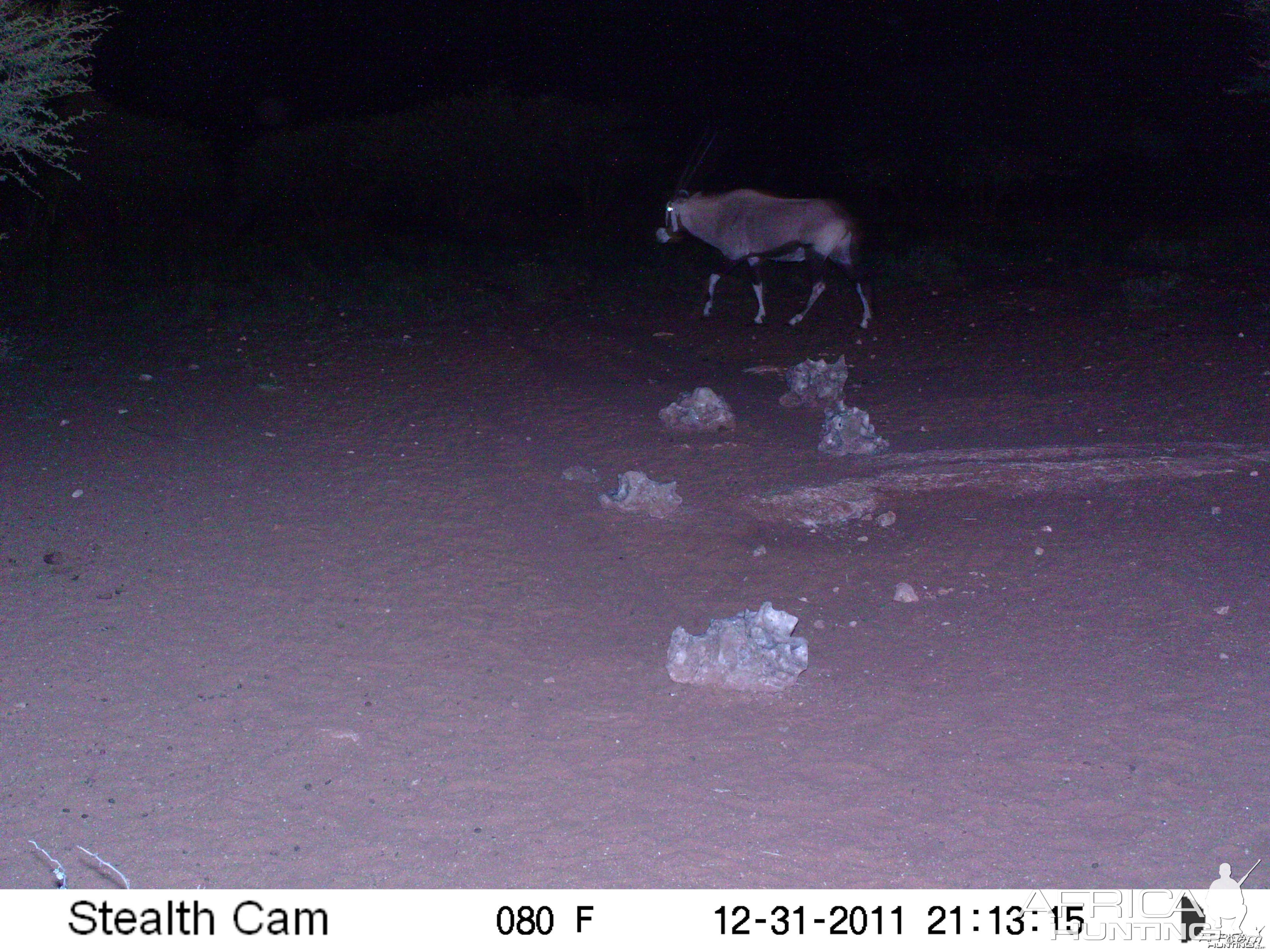 Trail Camera Namibia