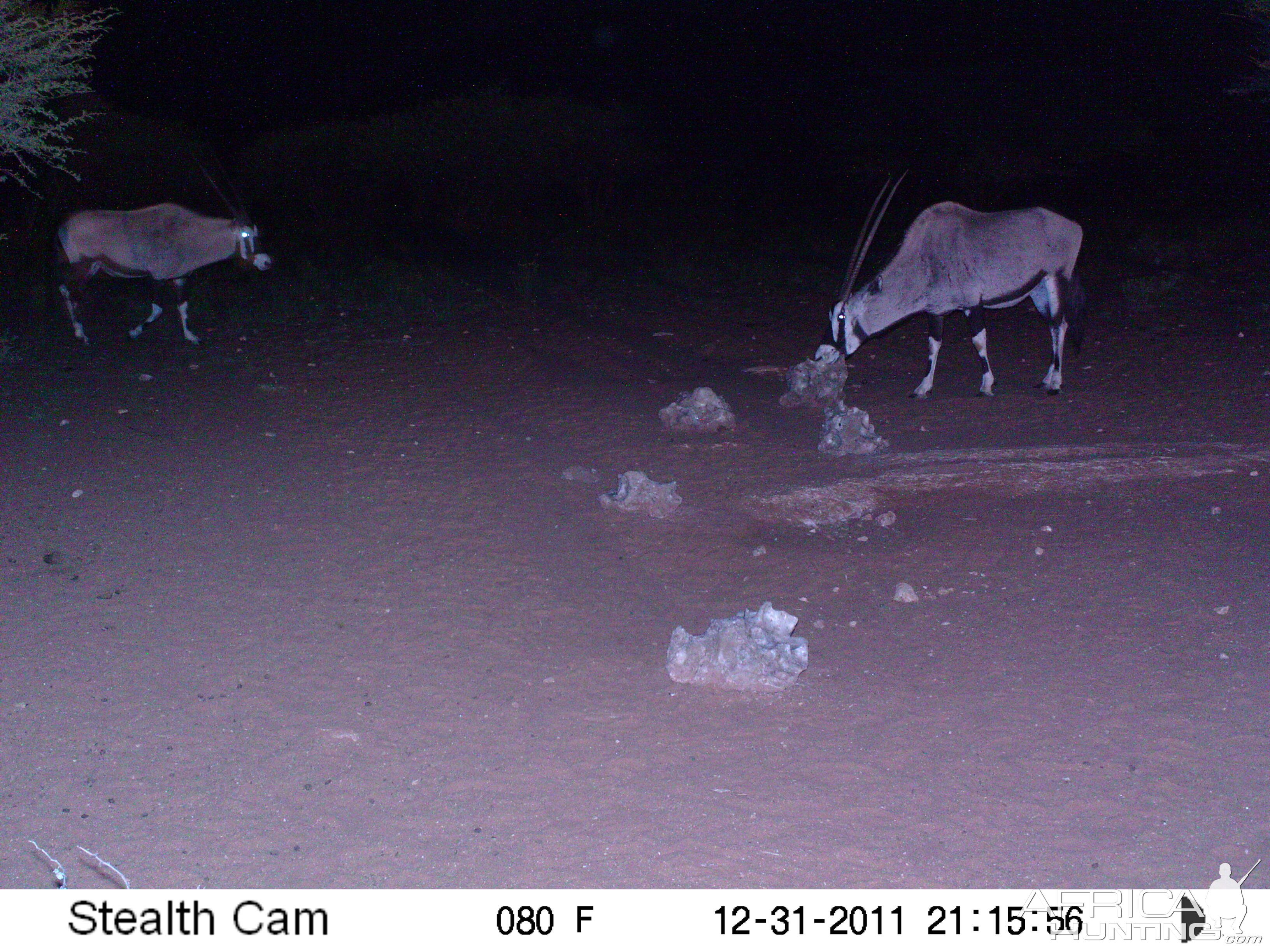 Trail Camera Namibia