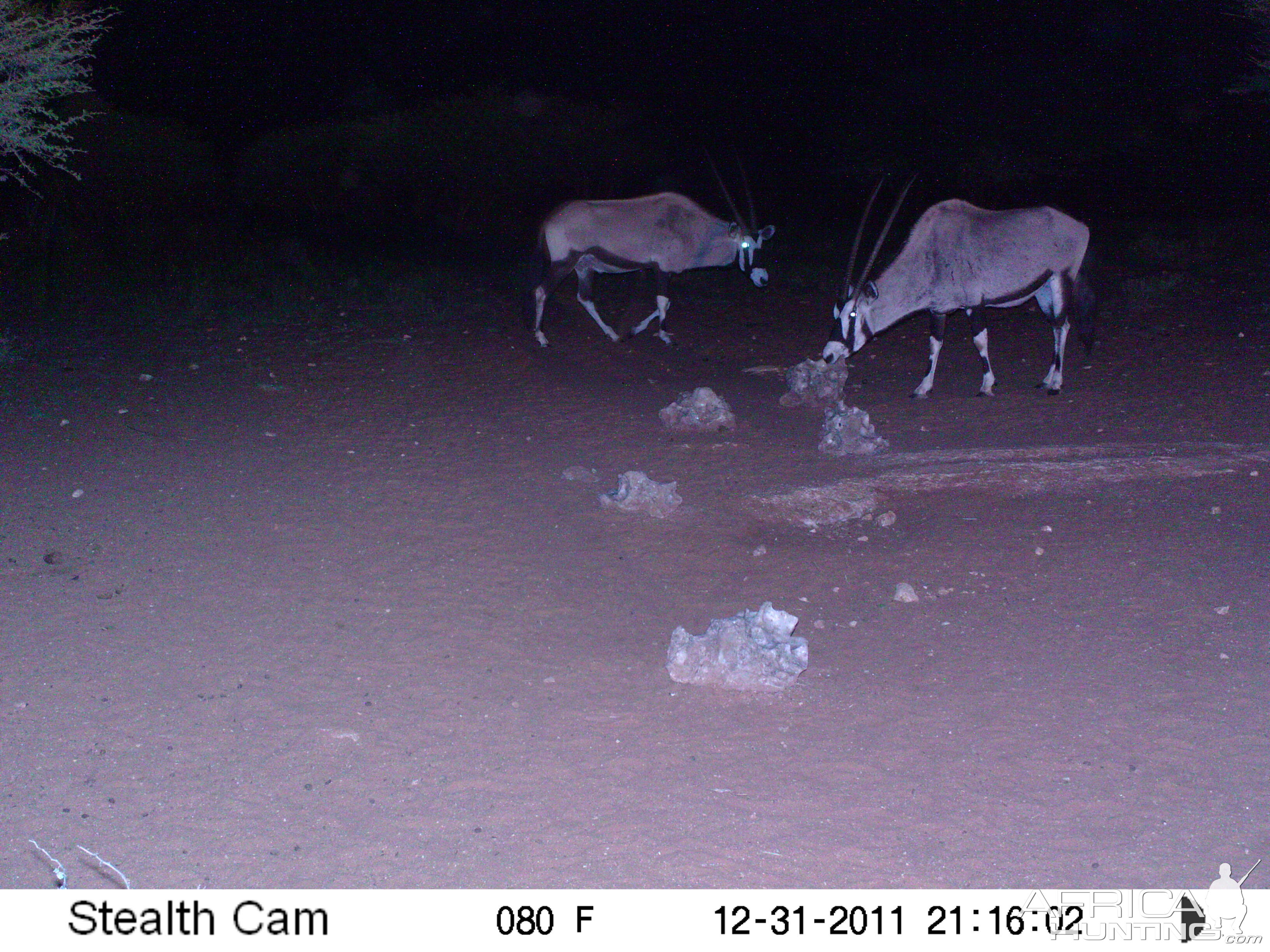 Trail Camera Namibia