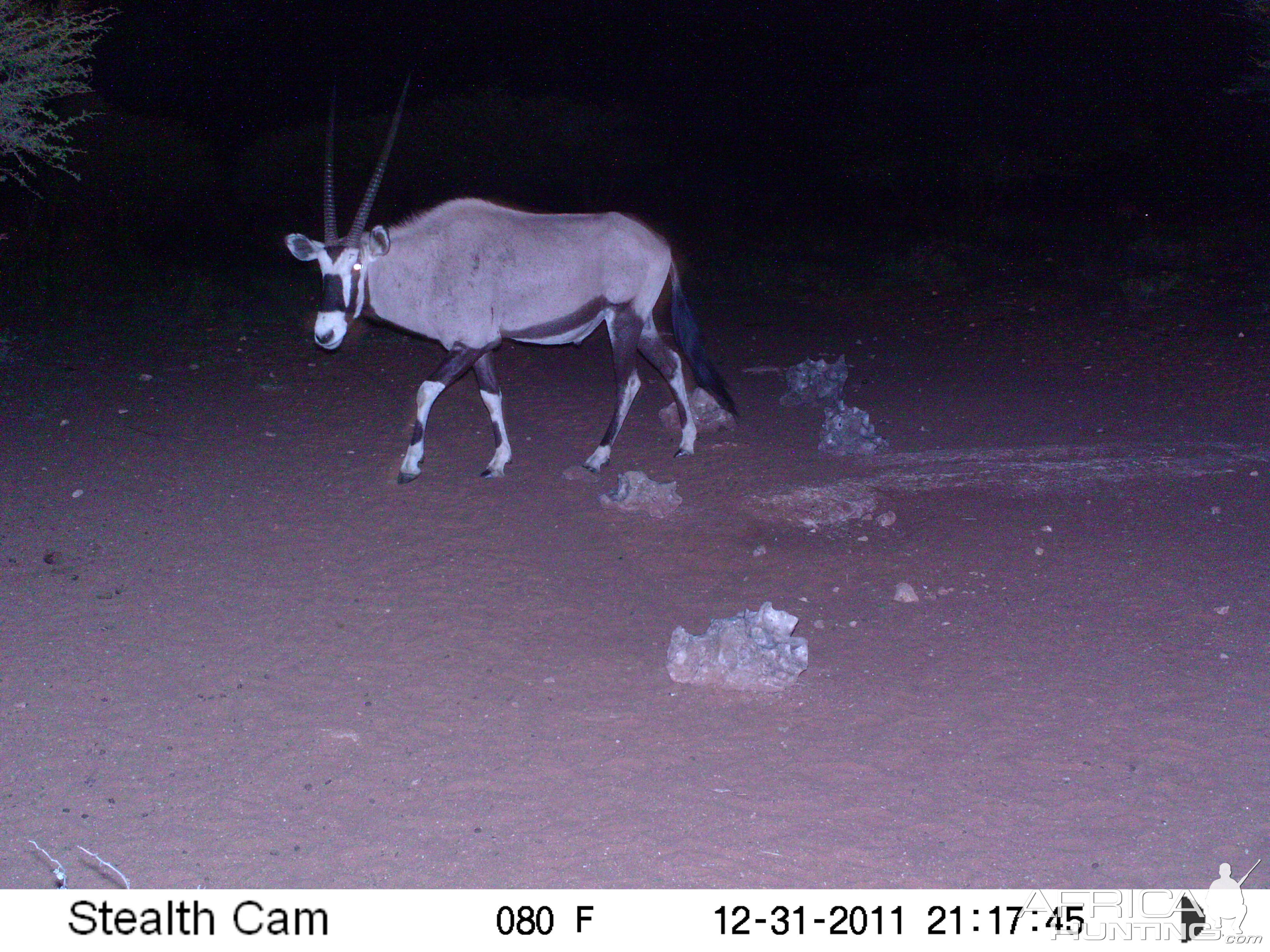 Trail Camera Namibia