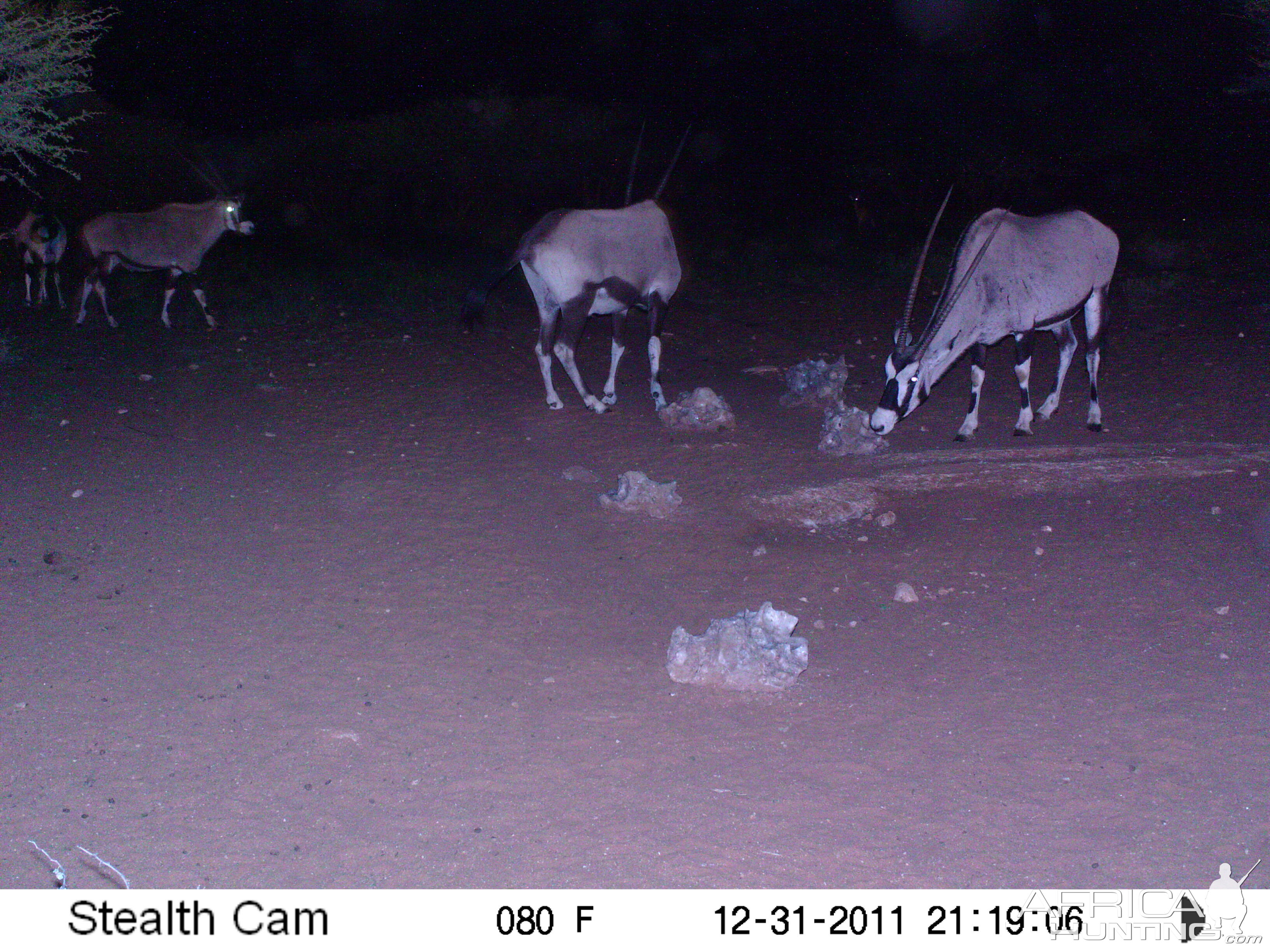 Trail Camera Namibia