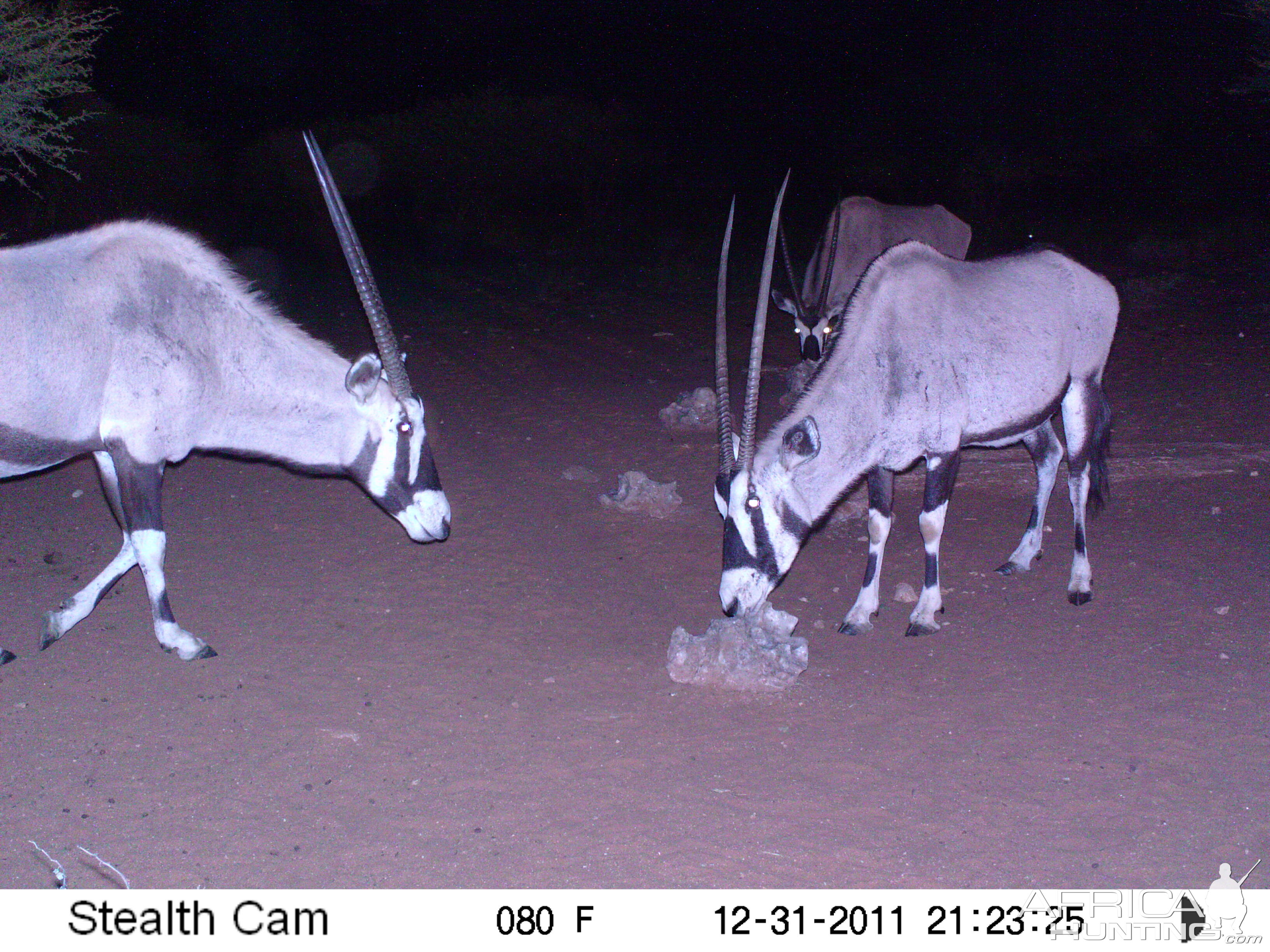 Trail Camera Namibia