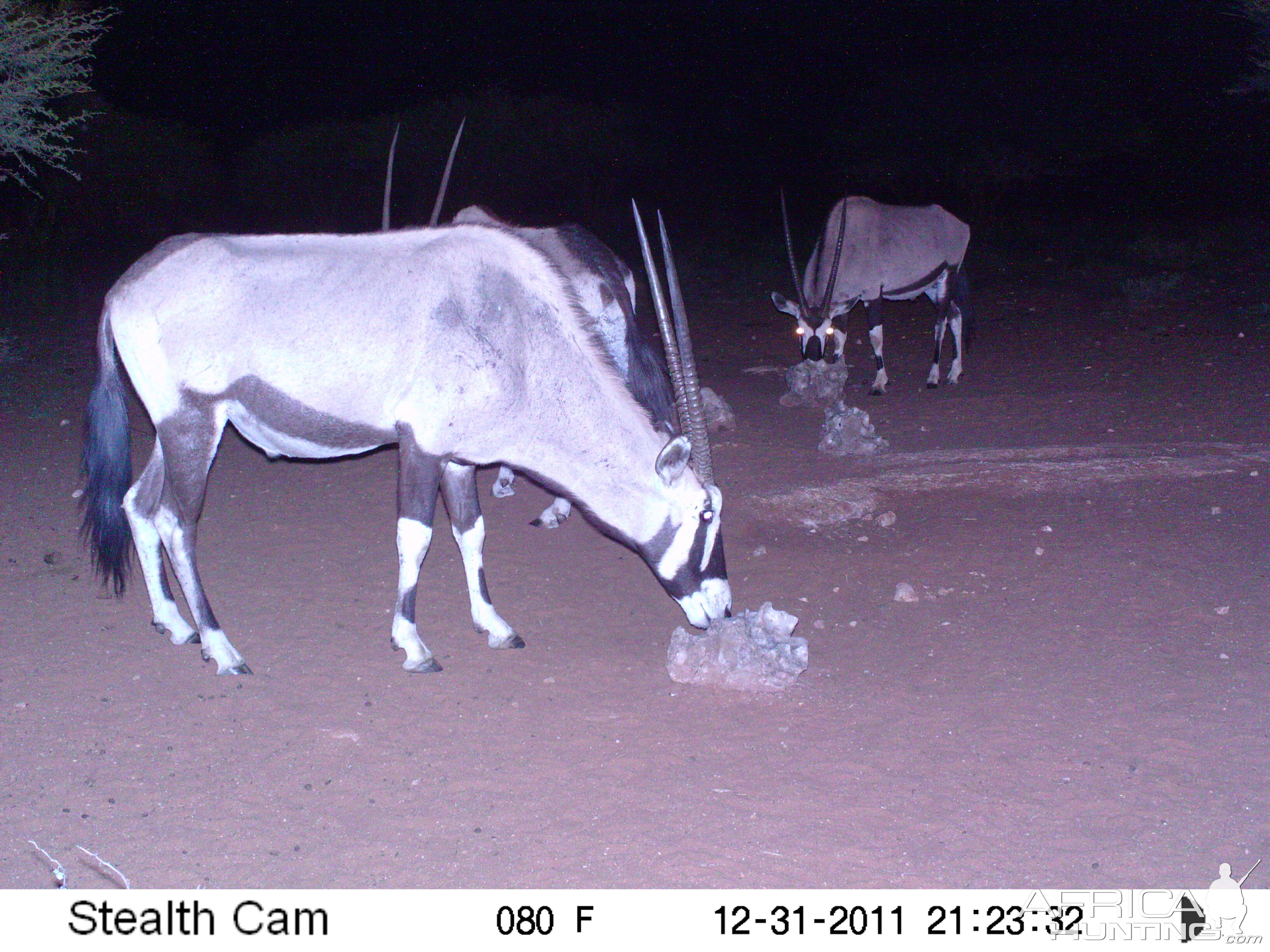 Trail Camera Namibia