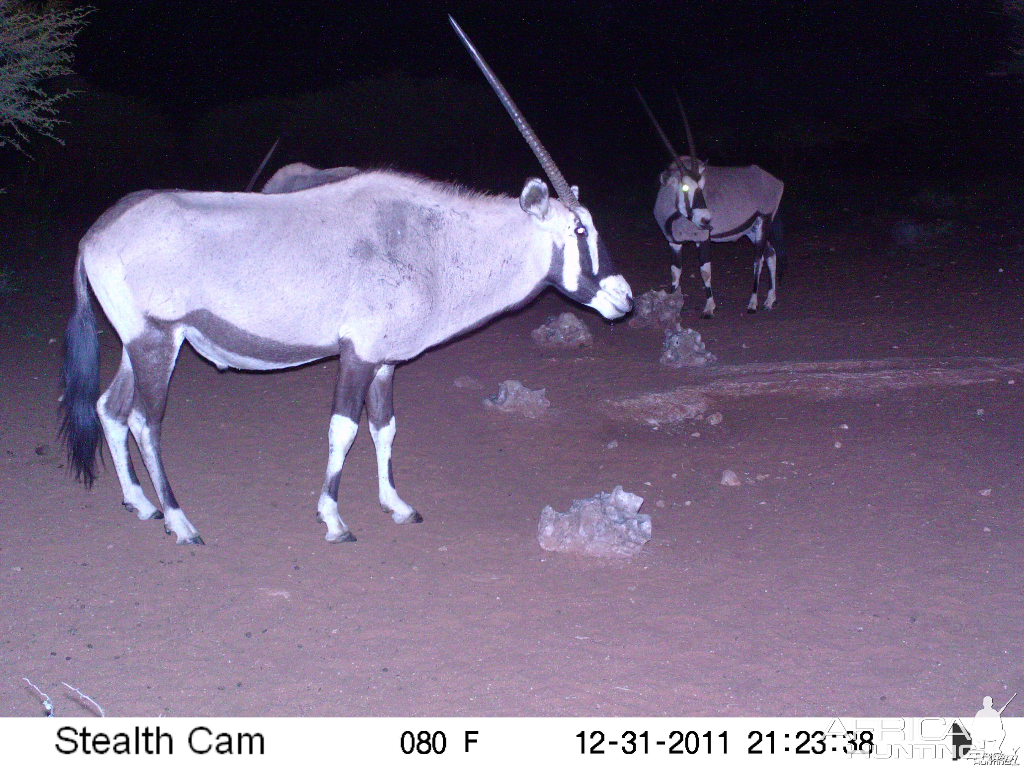 Trail Camera Namibia