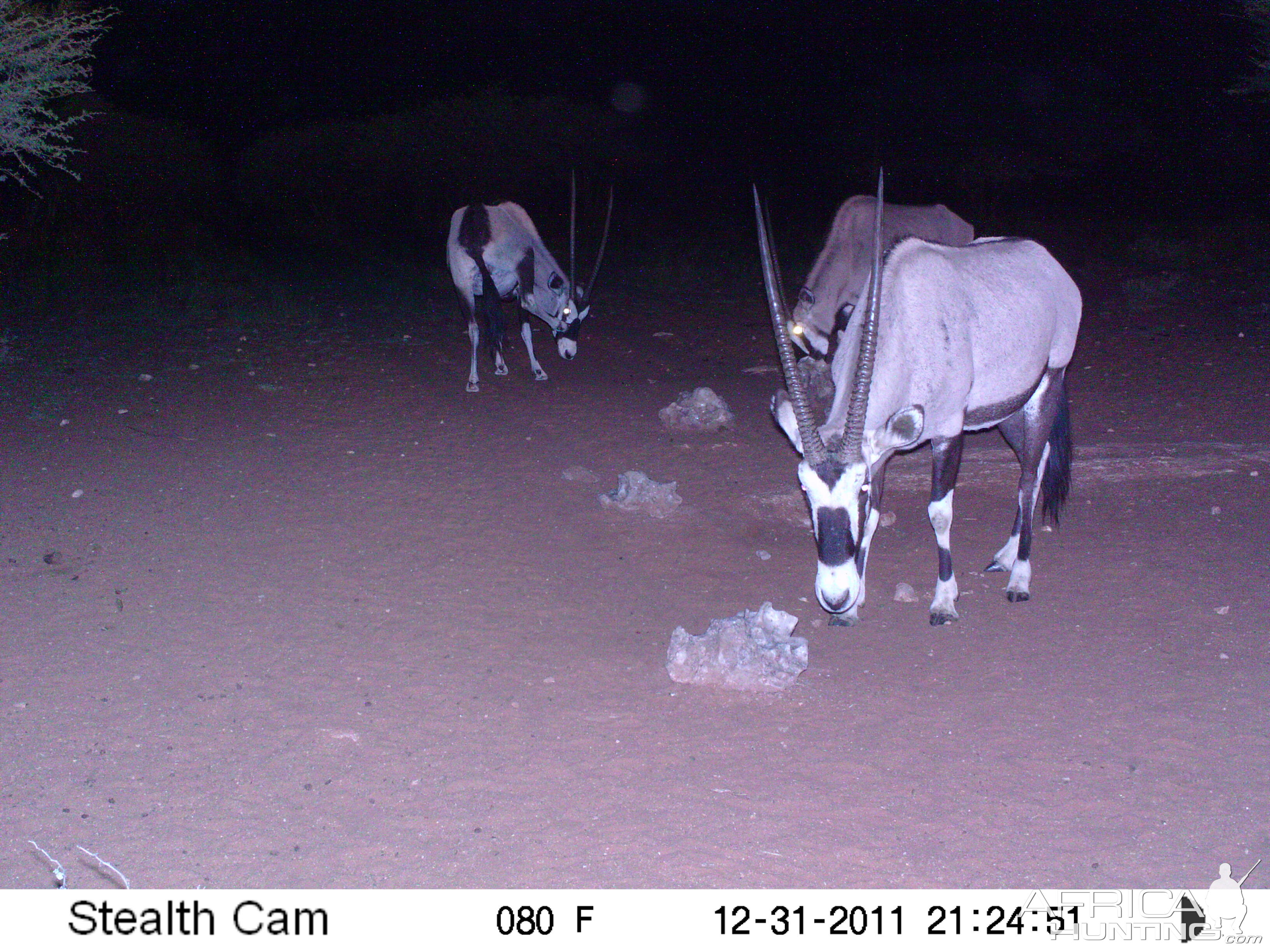 Trail Camera Namibia