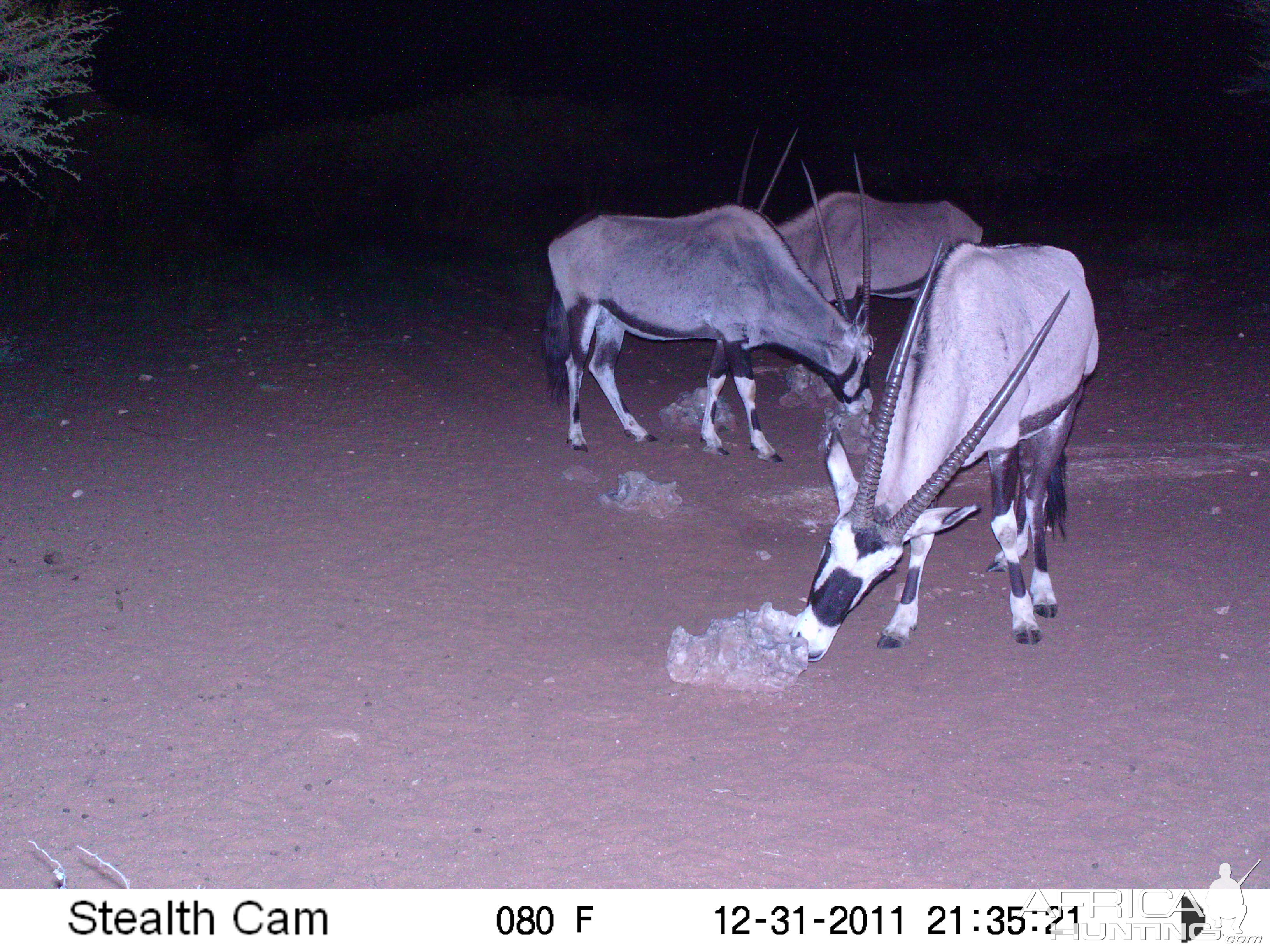 Trail Camera Namibia